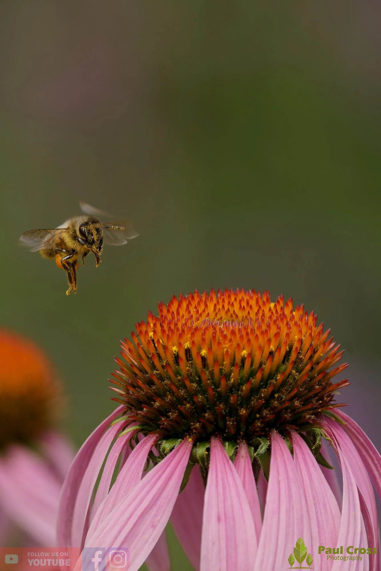 Honey Bee-00085.jpg