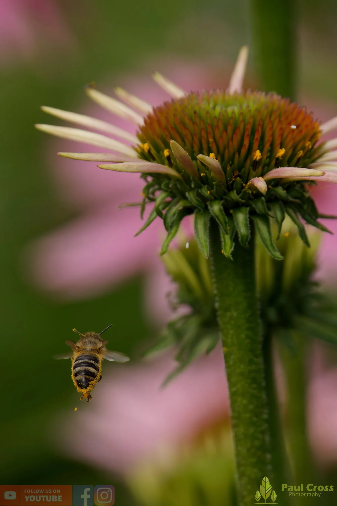 Honey Bee-00087.jpg