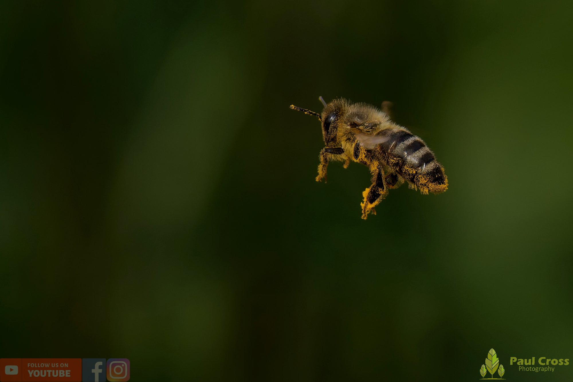Honey Bee-00088.jpg