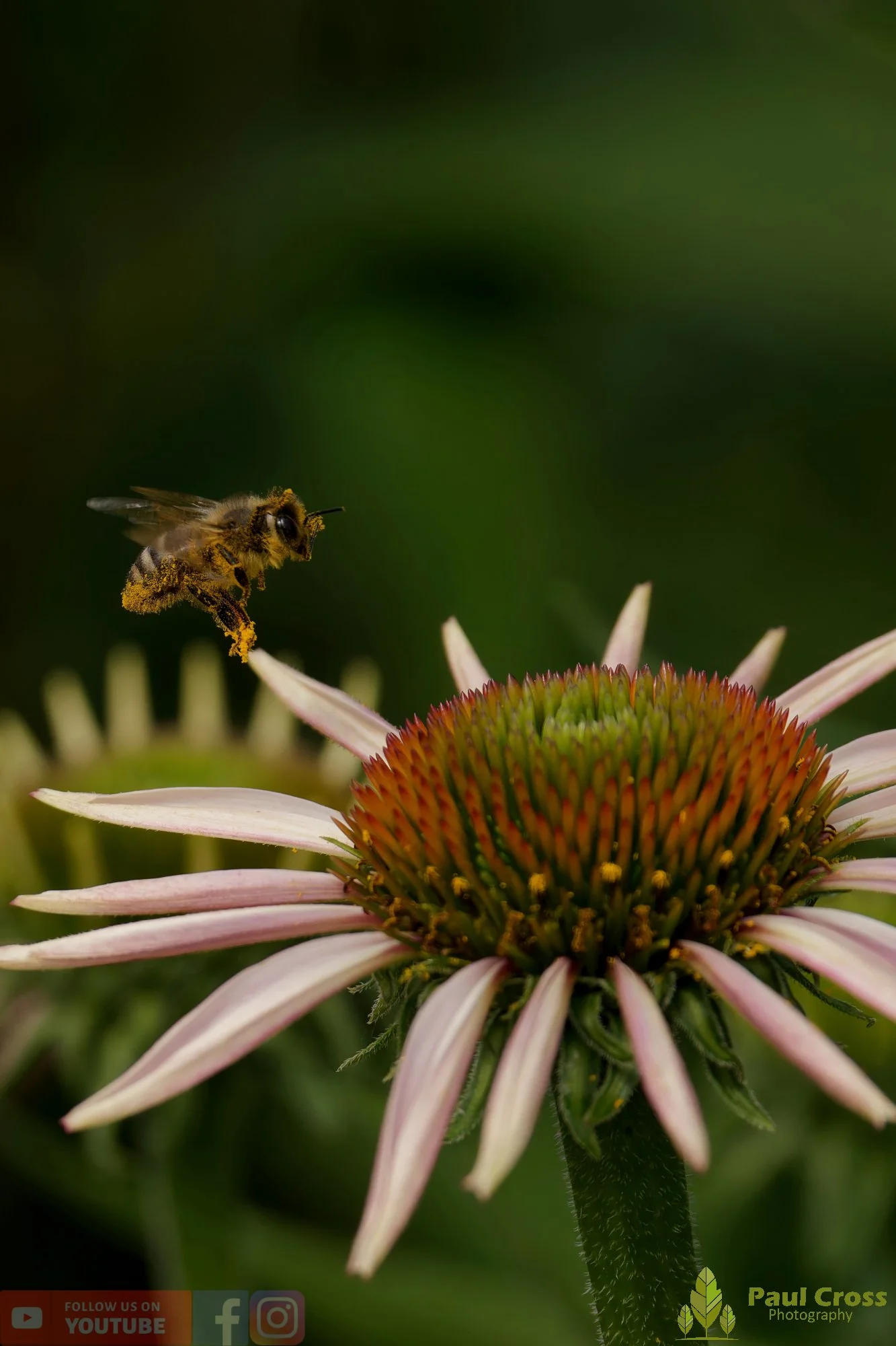 Honey Bee-00092.jpg
