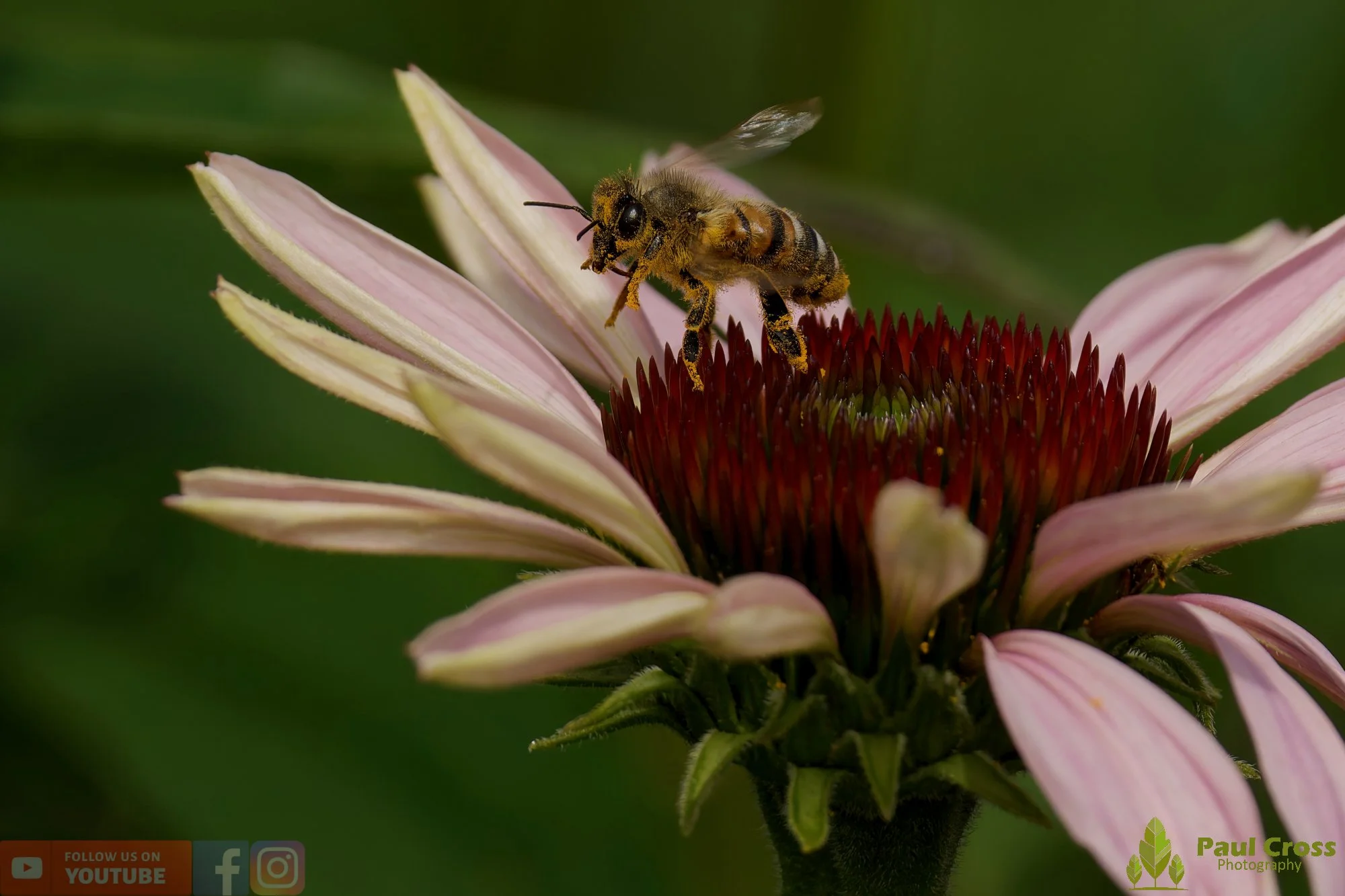 Honey Bee-00094.jpg