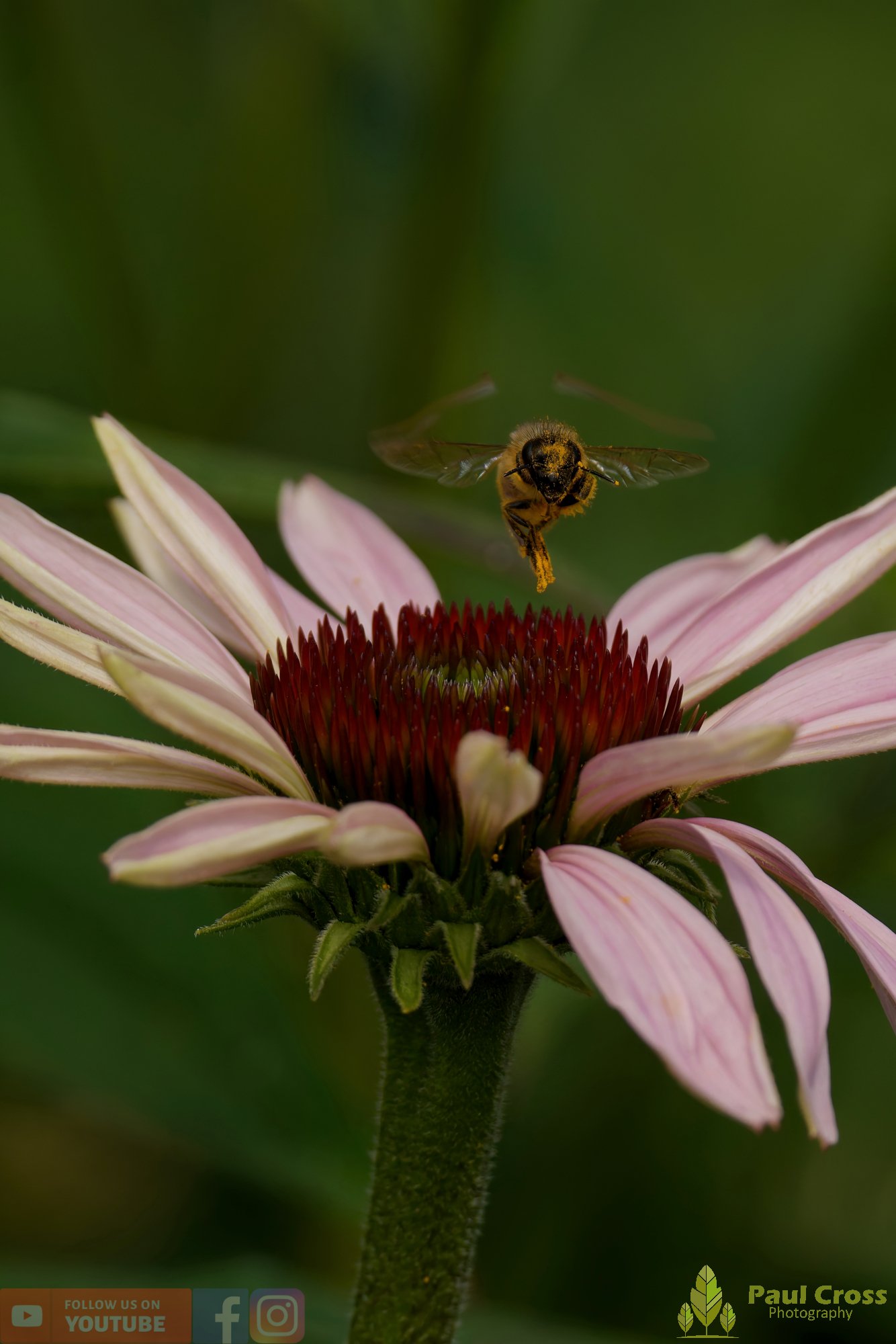 Honey Bee-00095.jpg