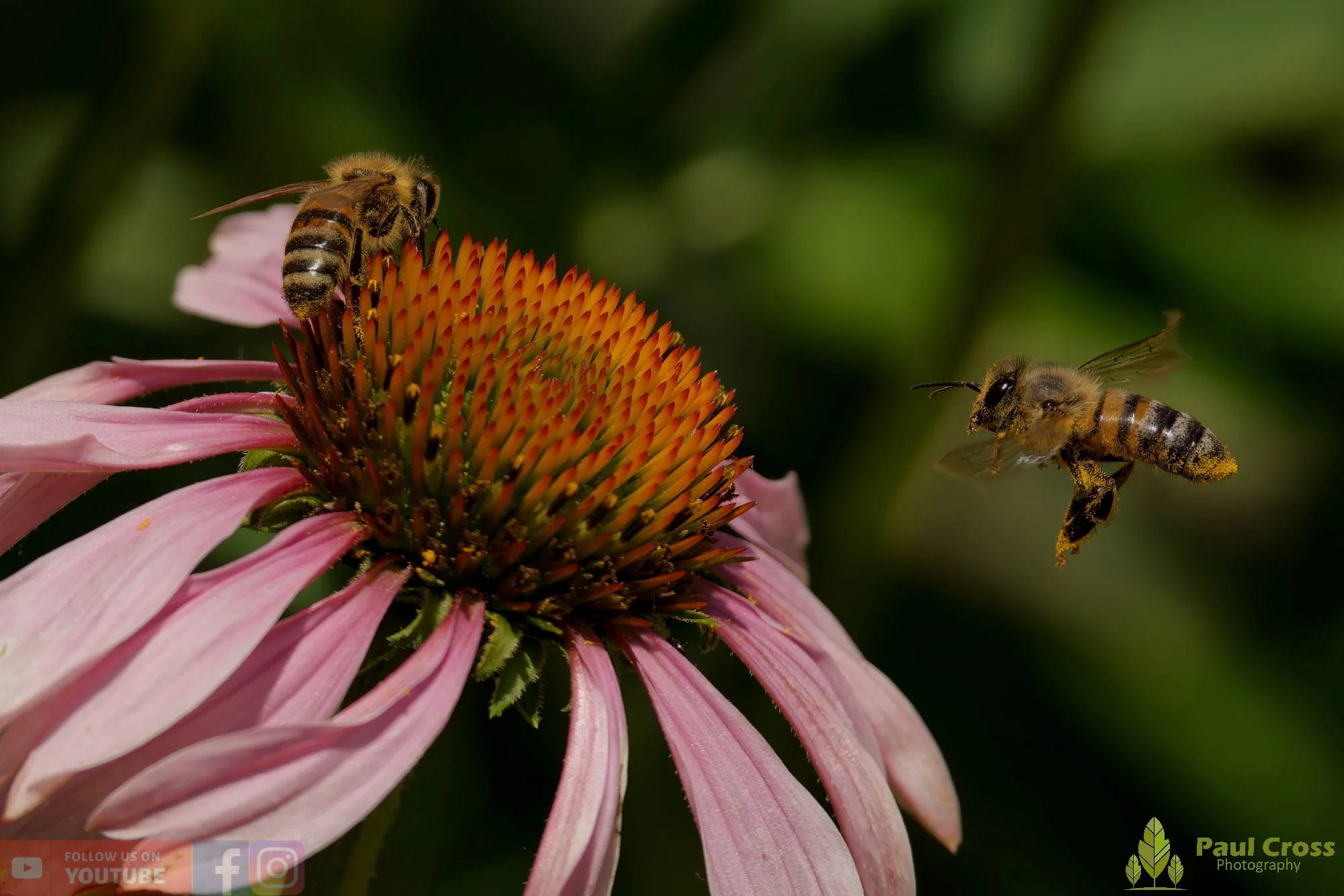 Honey Bee-00105.jpg