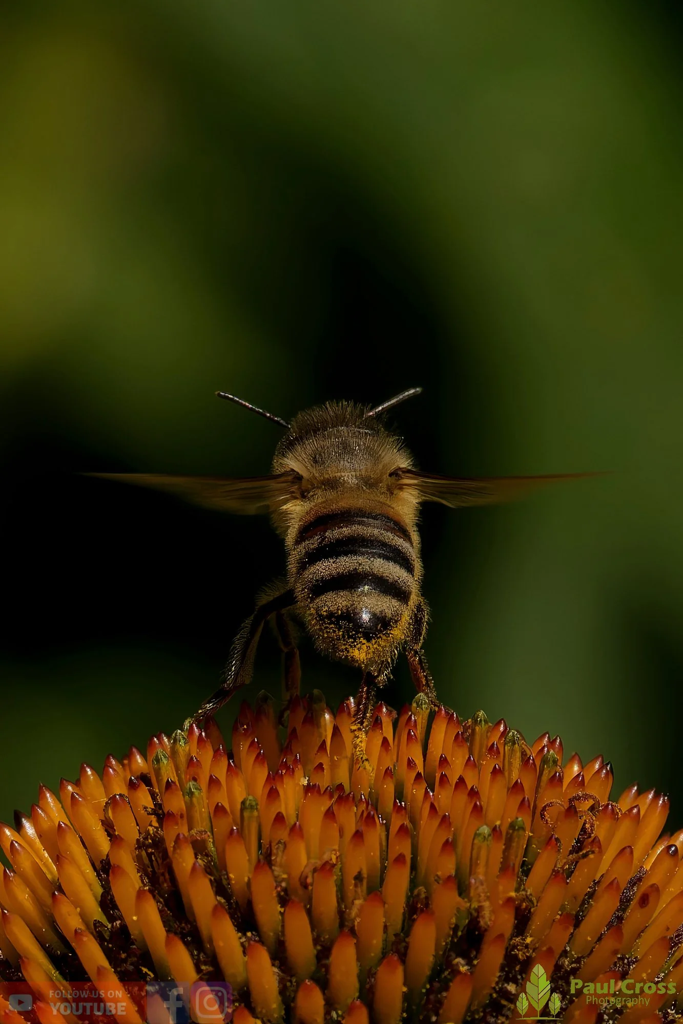 Honey Bee-00112.jpg