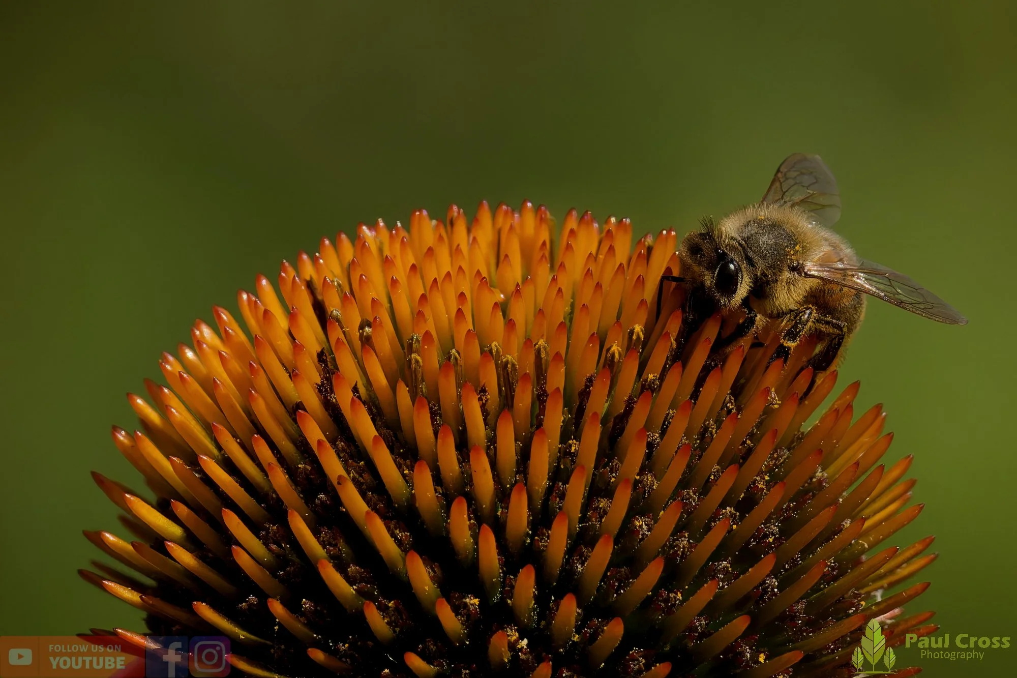 Honey Bee-00111.jpg