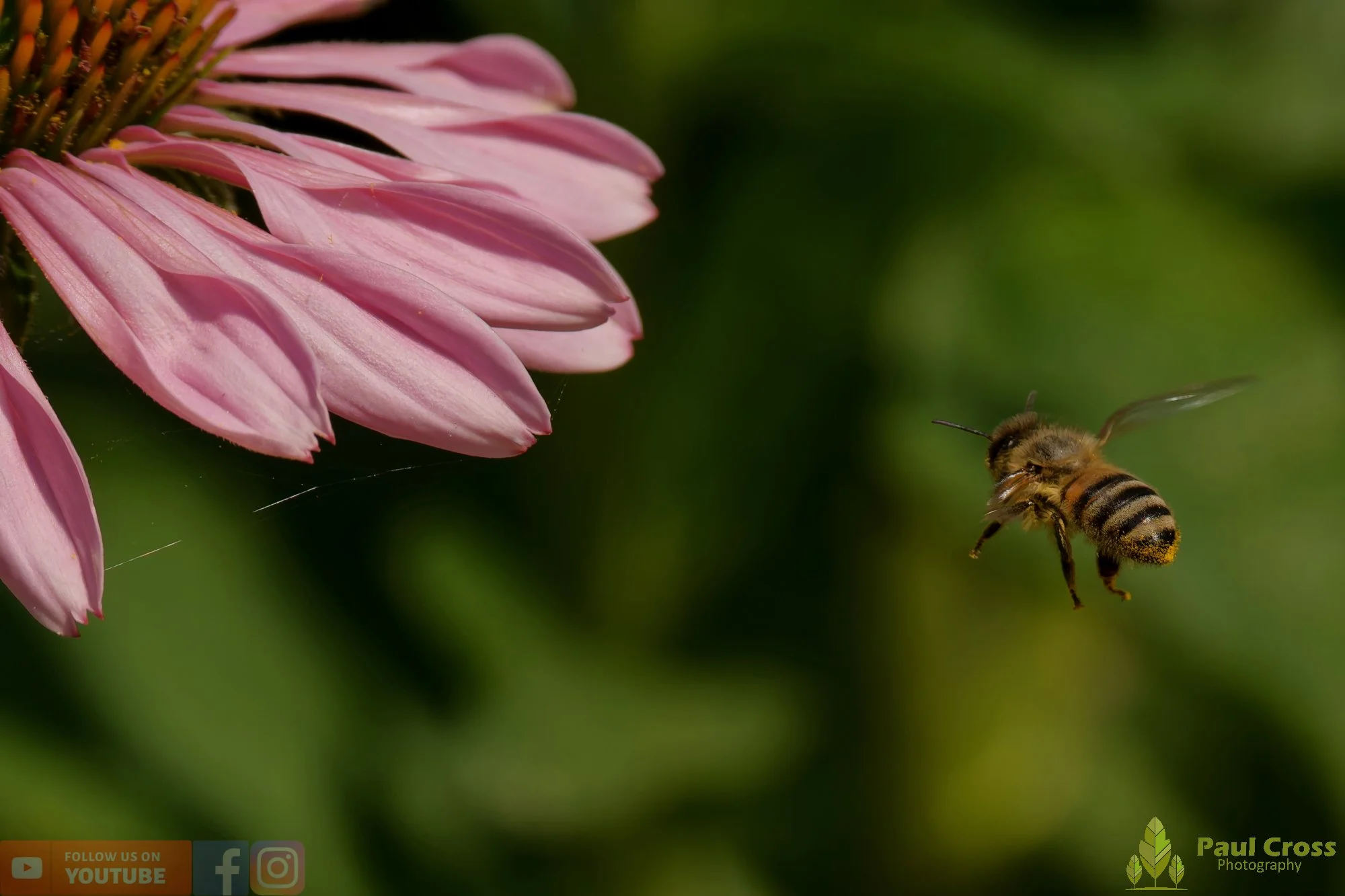 Honey Bee-00113.jpg