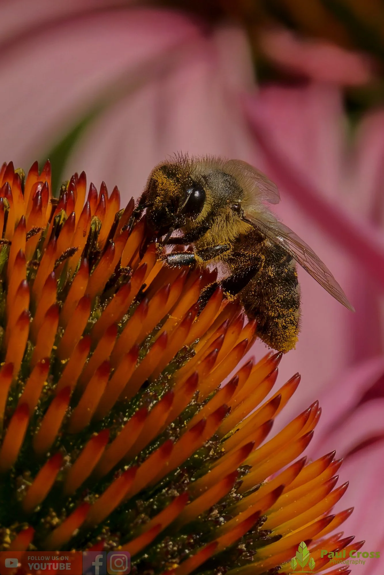 Honey Bee-00114.jpg