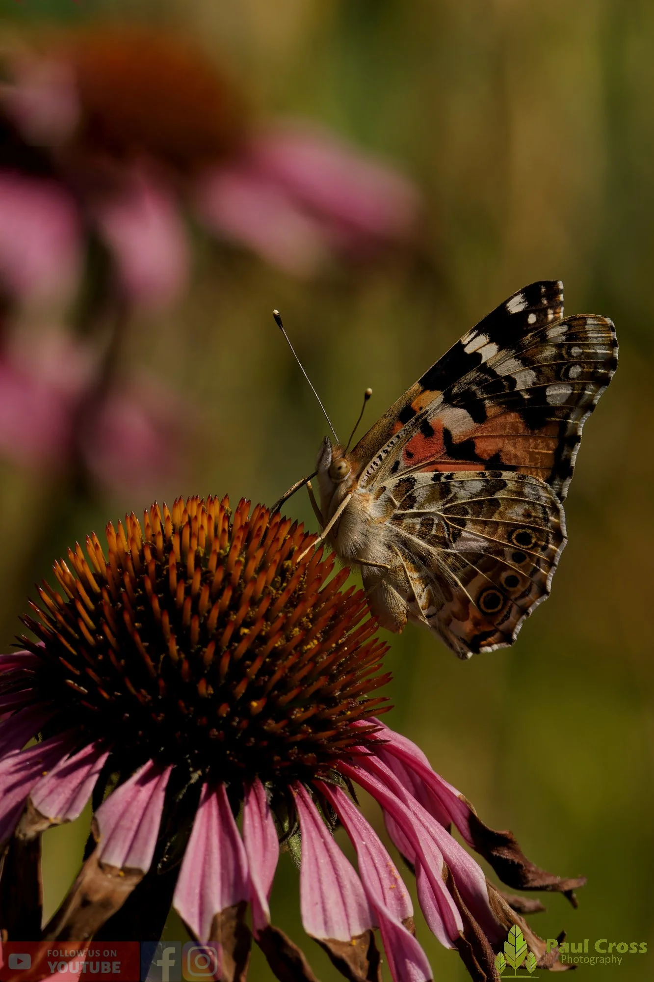 Painted Lady-00034.jpg