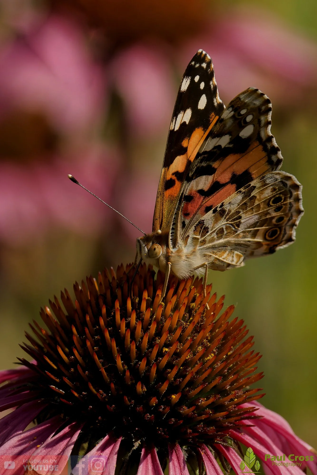 Painted Lady-00035.jpg