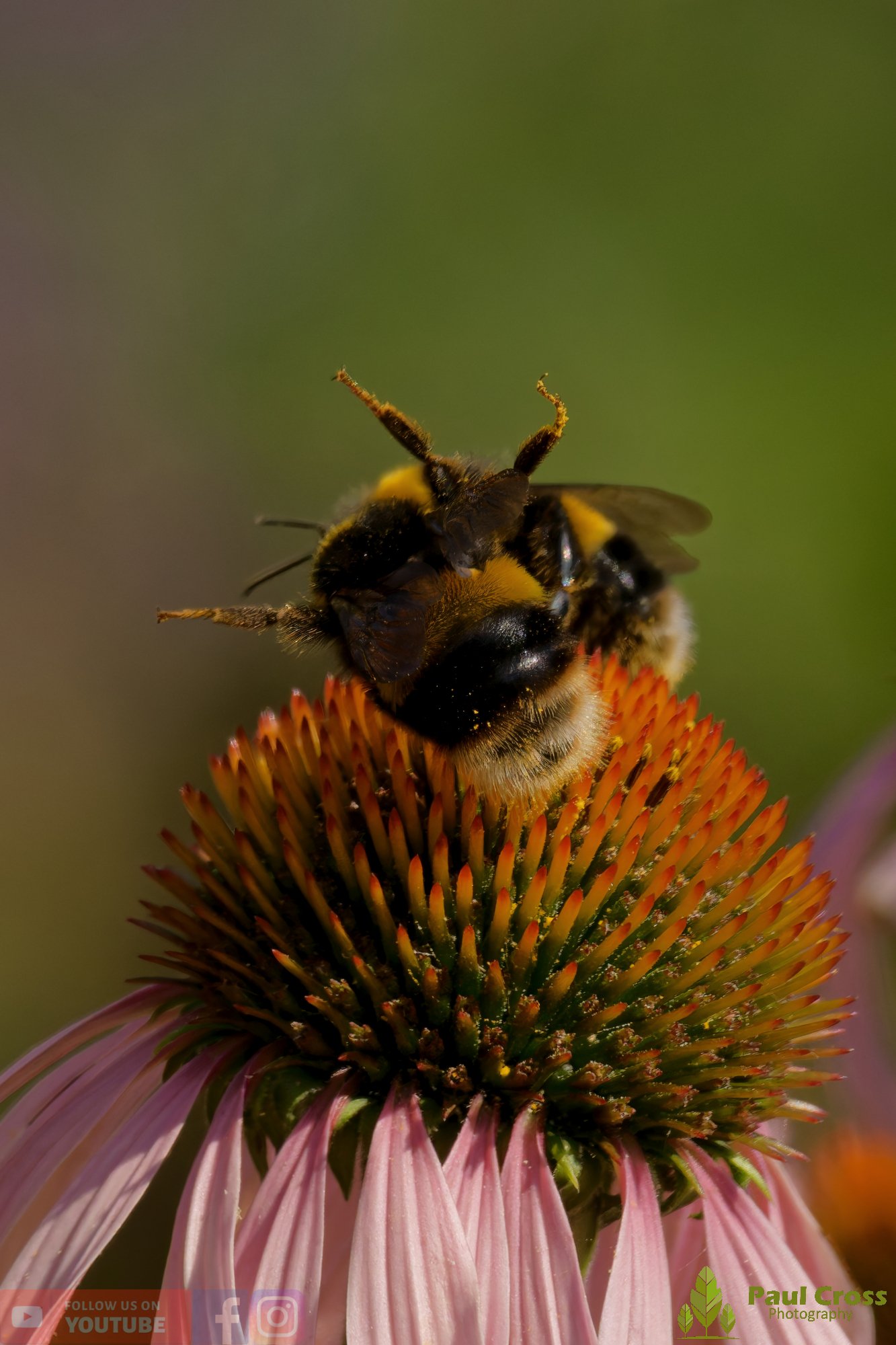 White-Tailed Bumblebee-00106.jpg