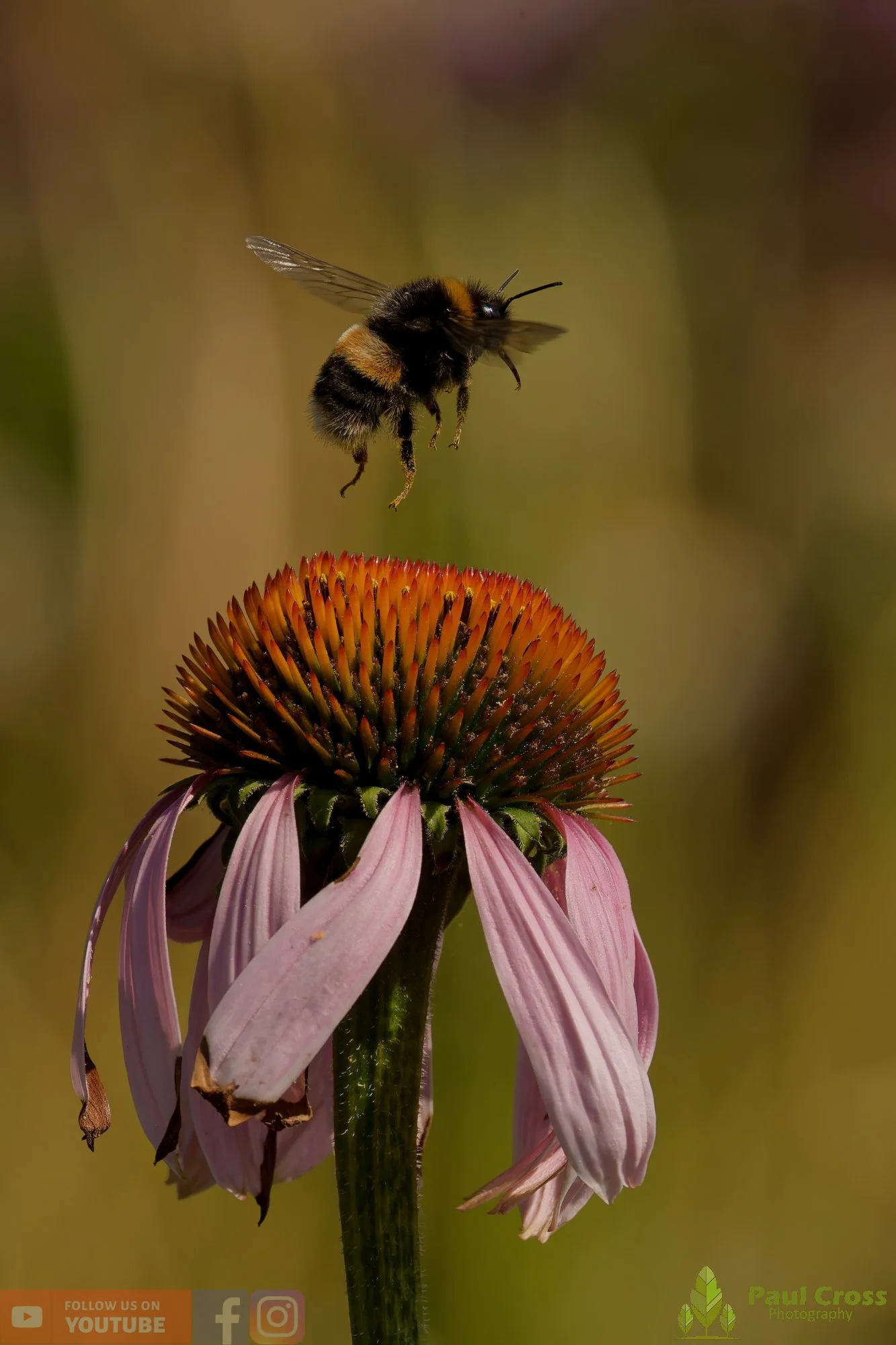 White-Tailed Bumblebee-00107.jpg