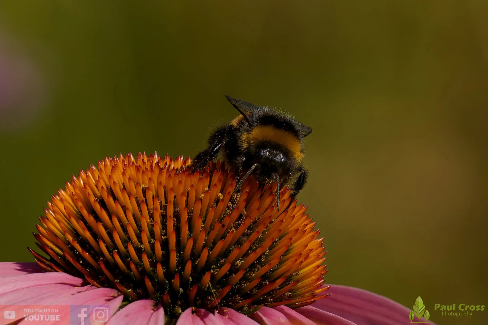 White-Tailed Bumblebee-00108.jpg