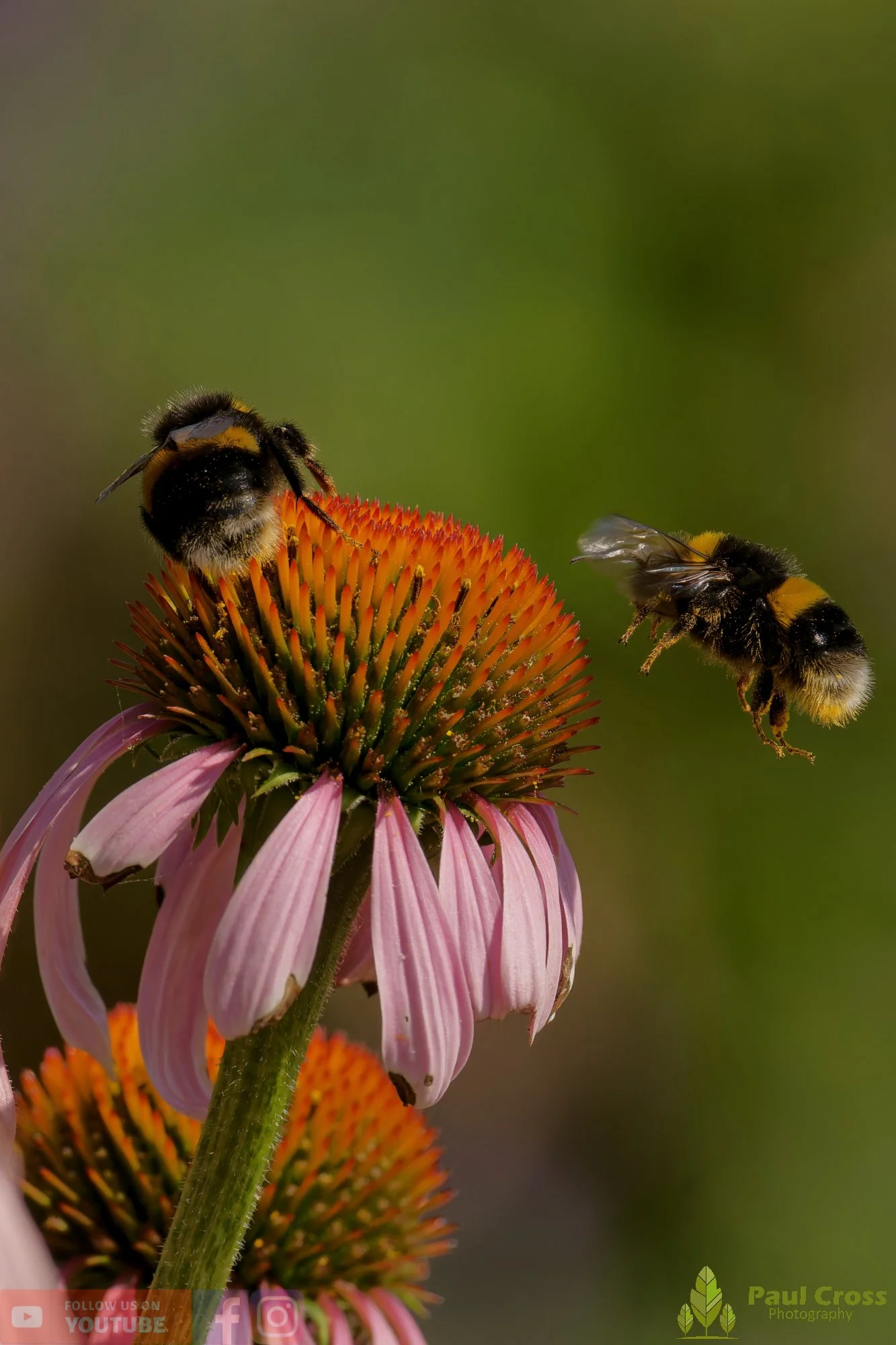 White-Tailed Bumblebee-00109.jpg
