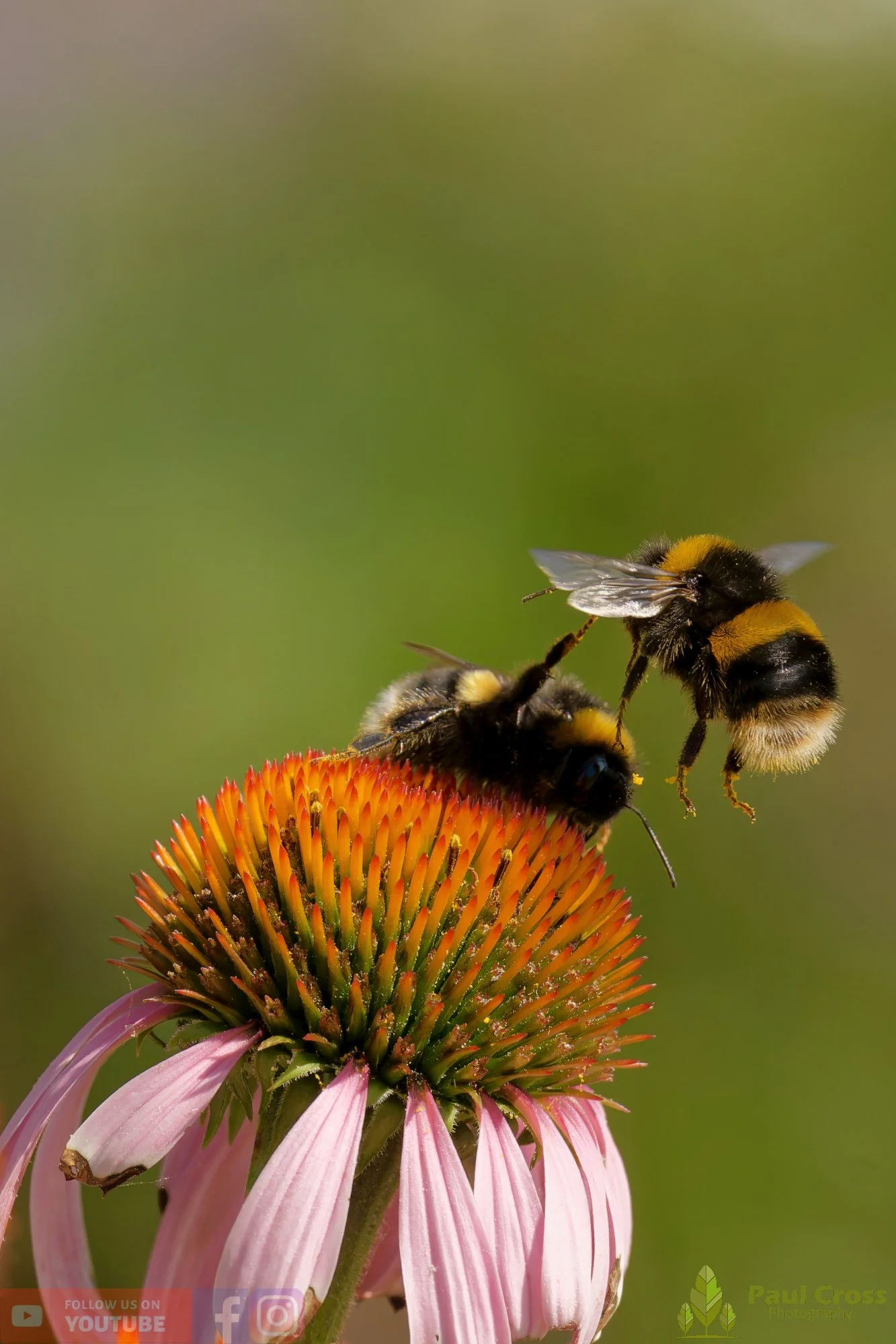 White-Tailed Bumblebee-00110.jpg