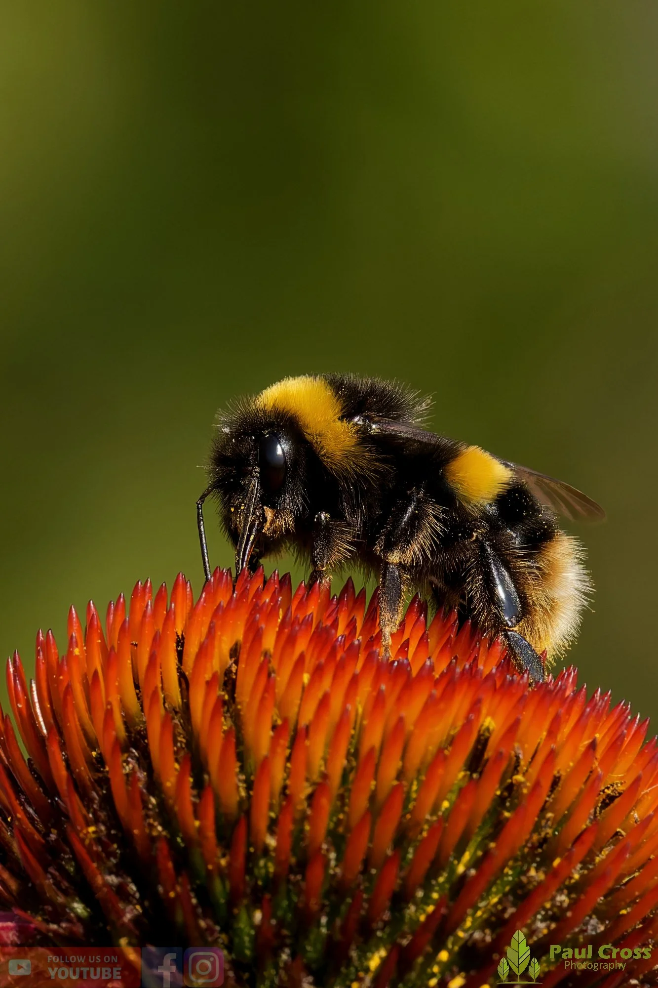 White-Tailed Bumblebee-00111.jpg