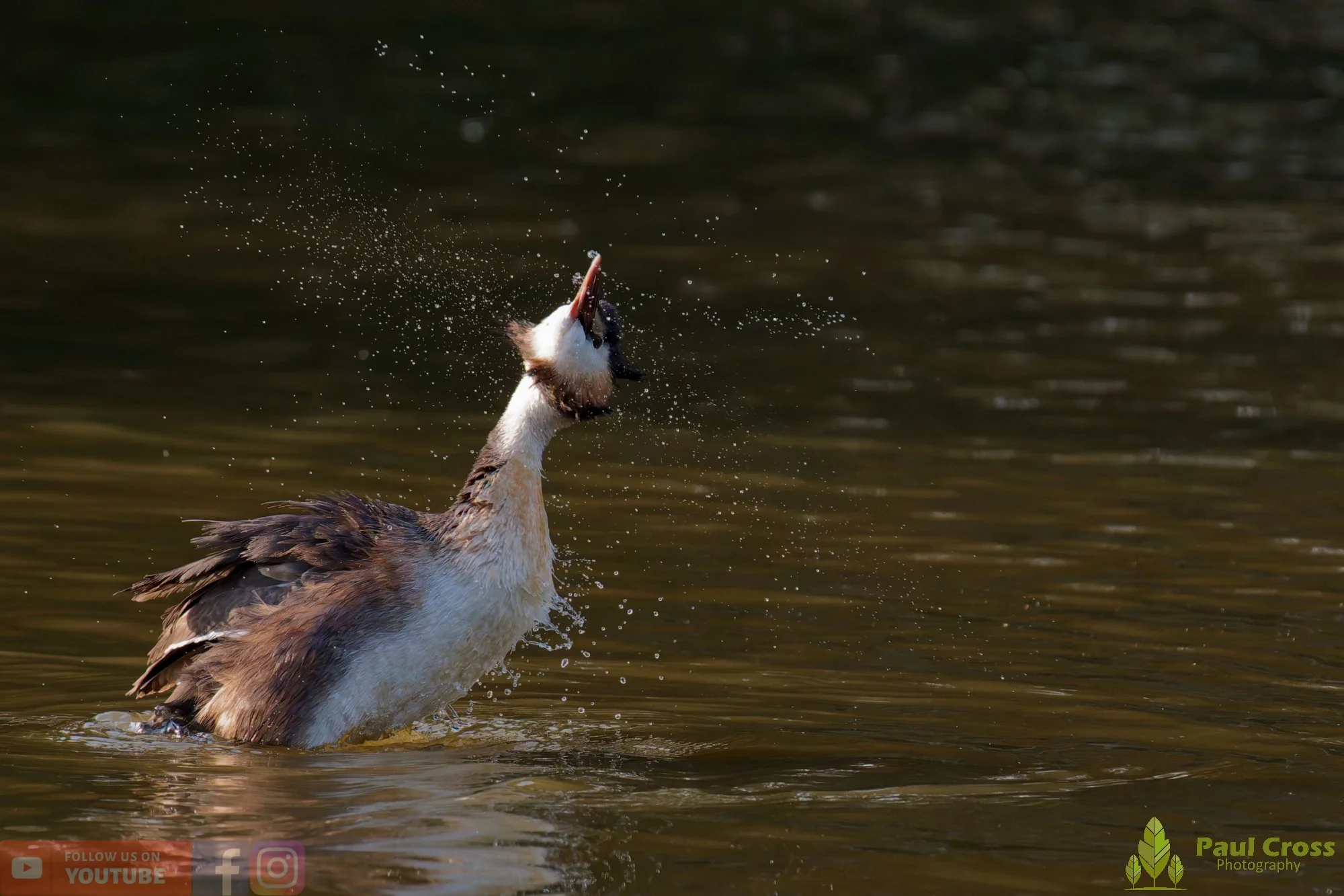 Great Crested Grebe-01207.jpg