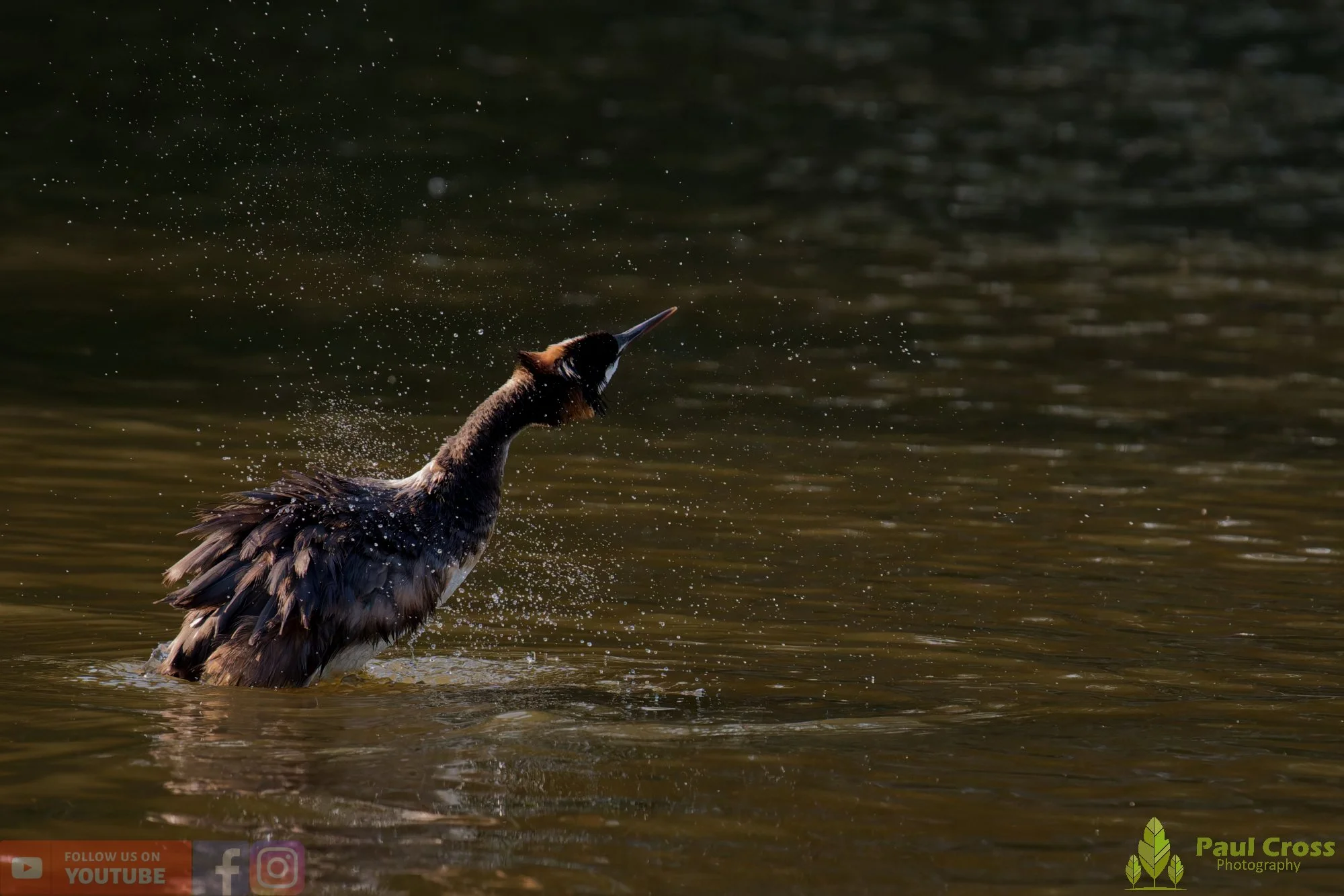 Great Crested Grebe-01209.jpg