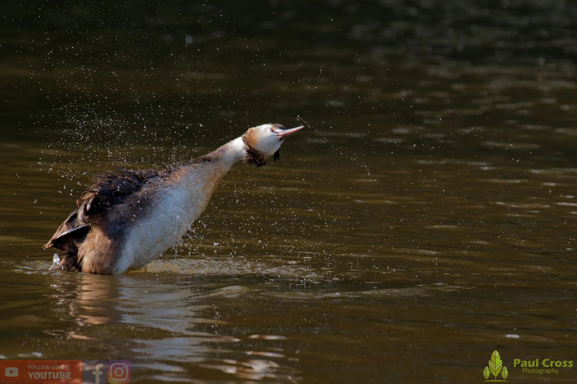 Great Crested Grebe-01210.jpg