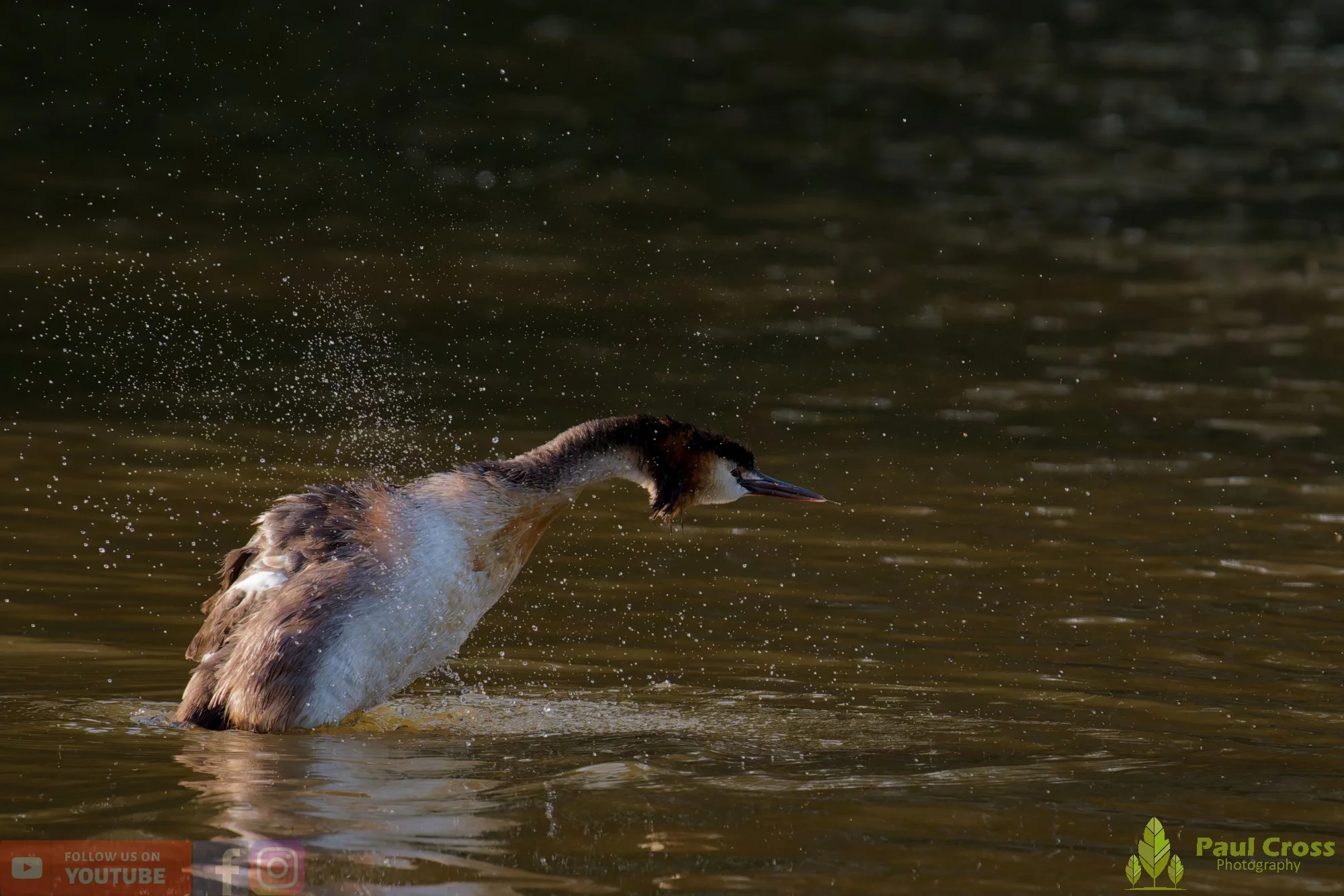 Great Crested Grebe-01211.jpg
