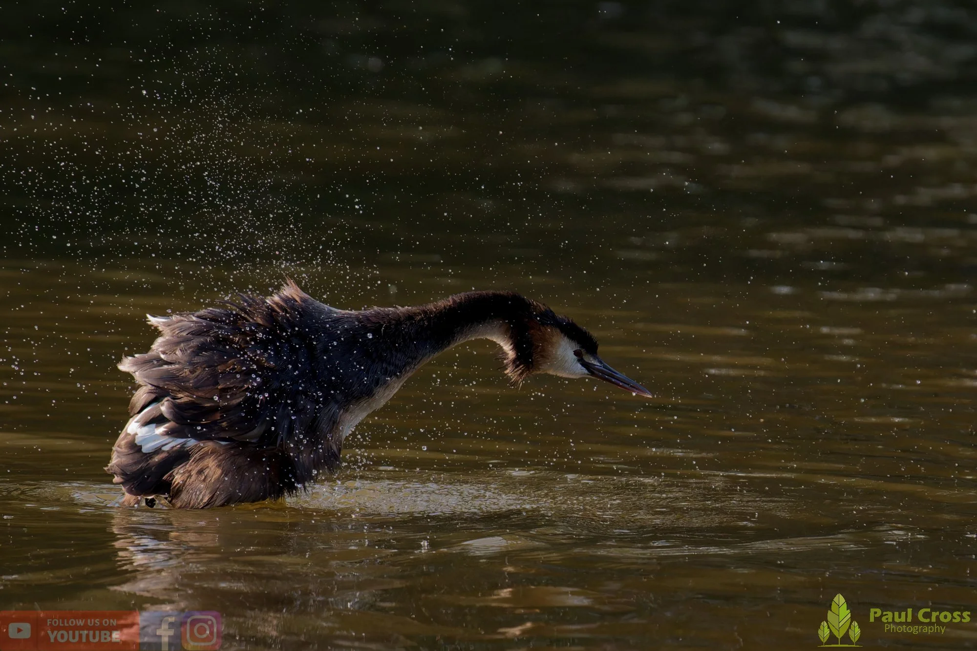 Great Crested Grebe-01212.jpg