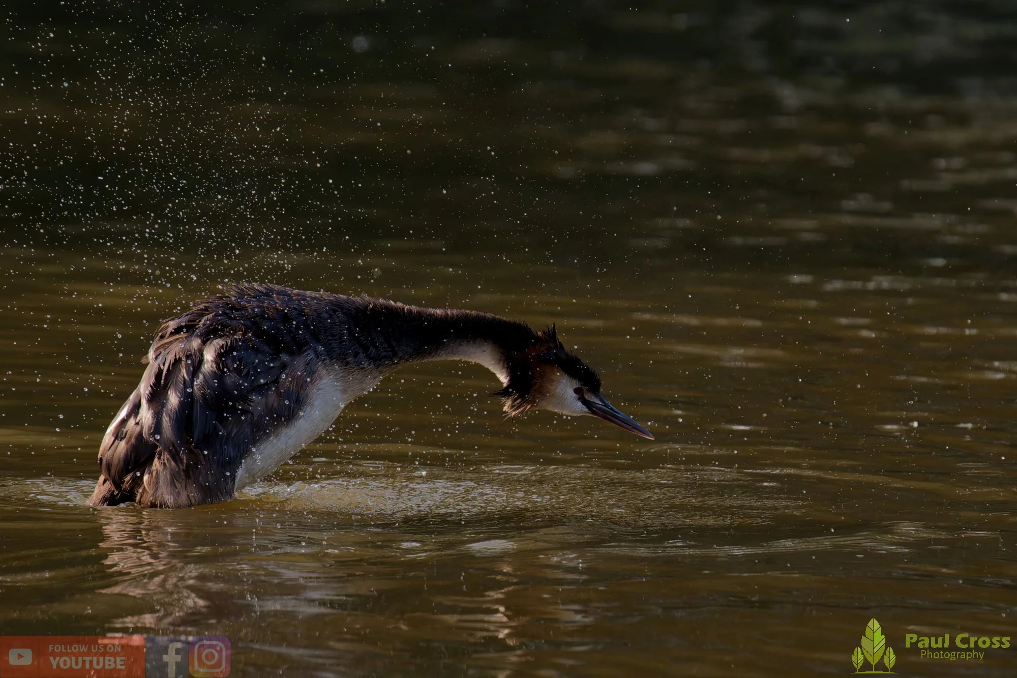 Great Crested Grebe-01213.jpg
