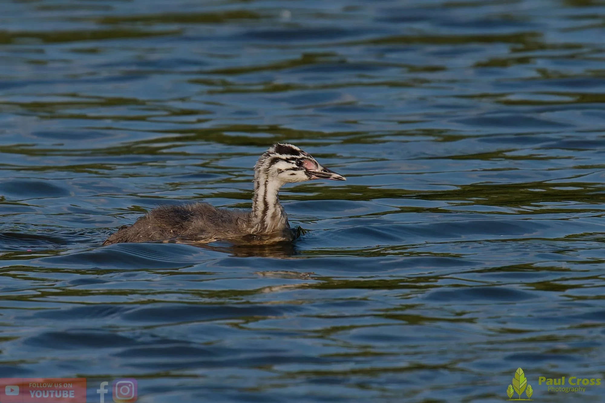 Great Crested Grebe-01214.jpg