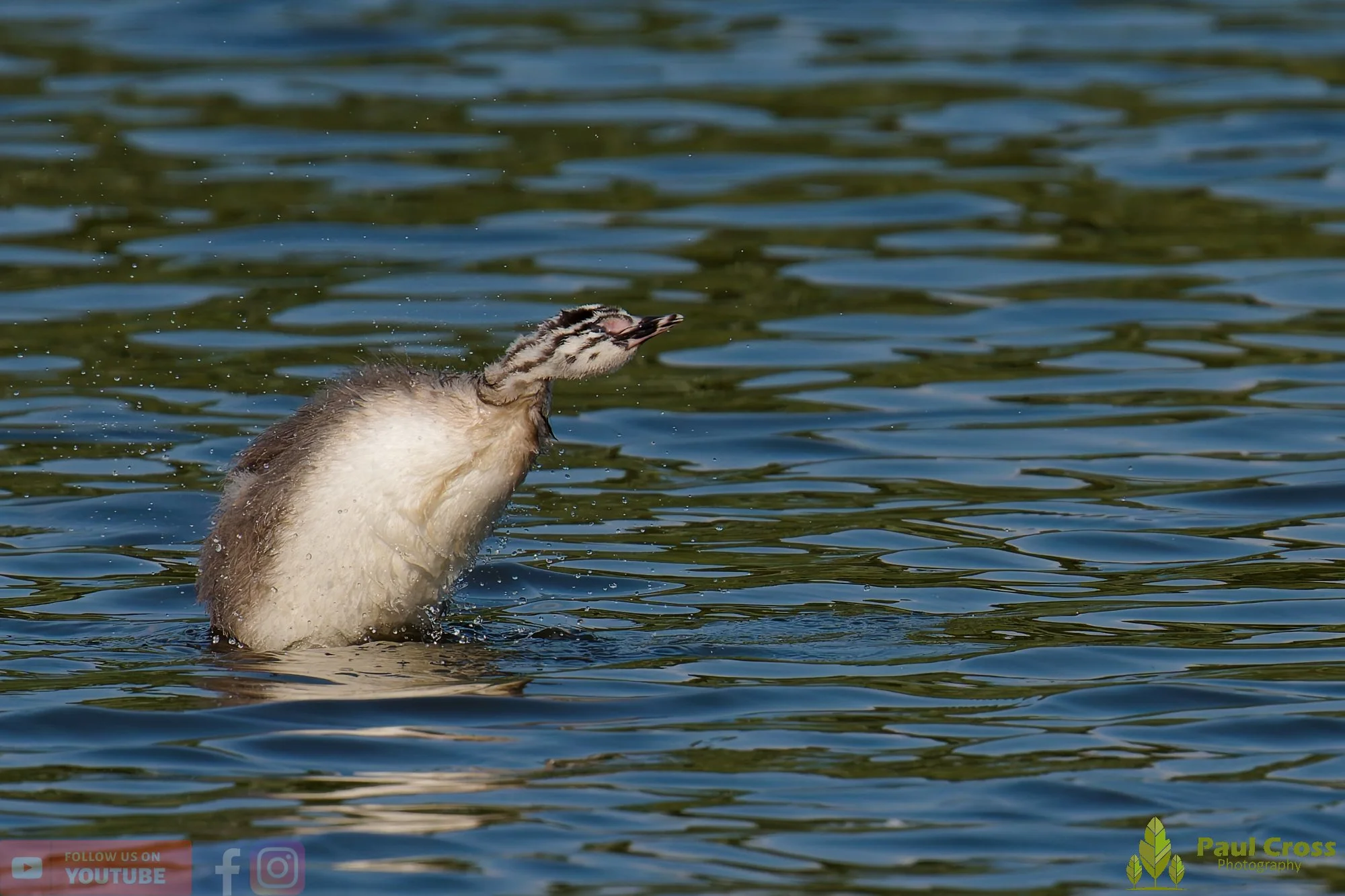 Great Crested Grebe-01216.jpg