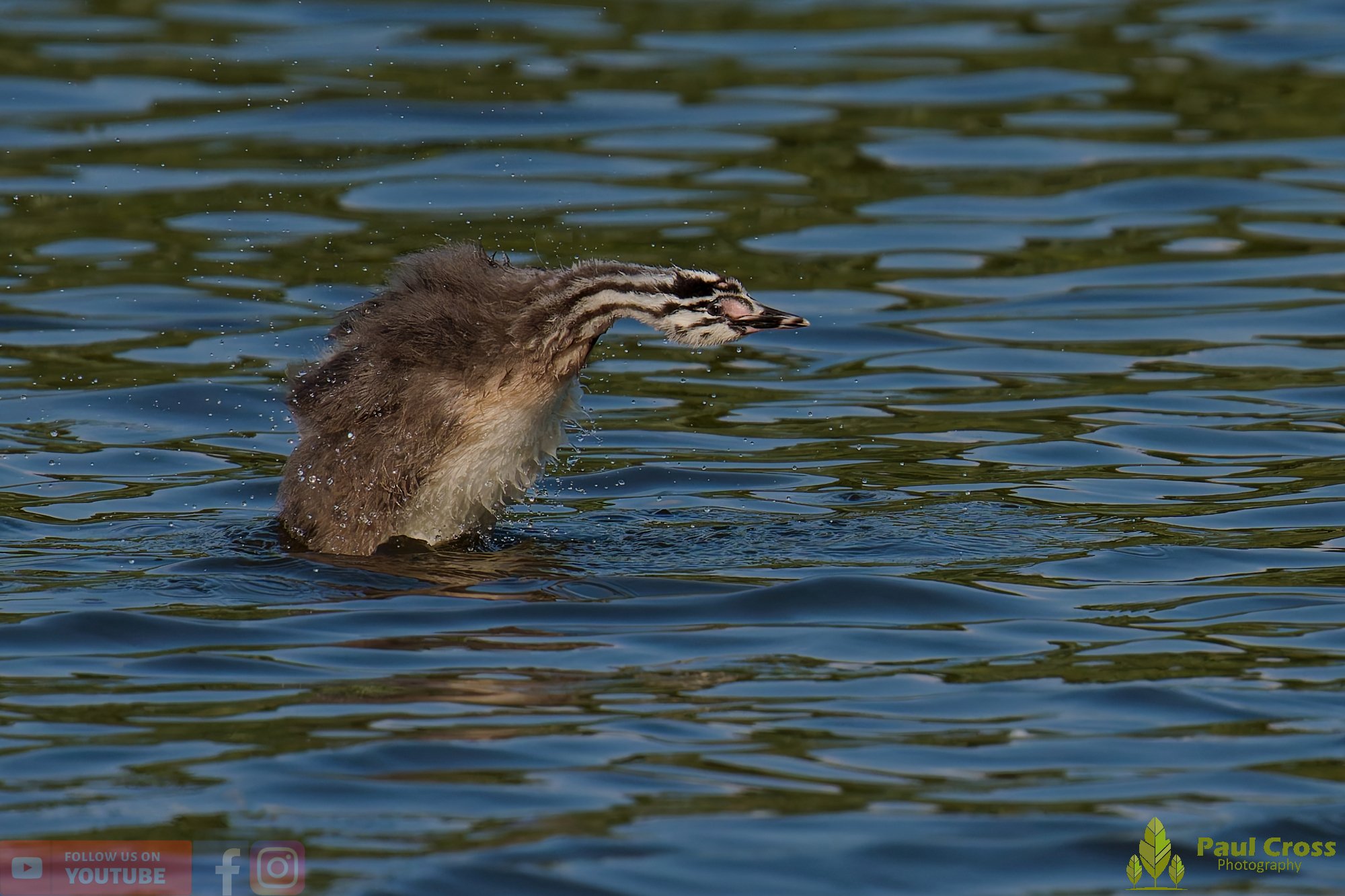 Great Crested Grebe-01217.jpg