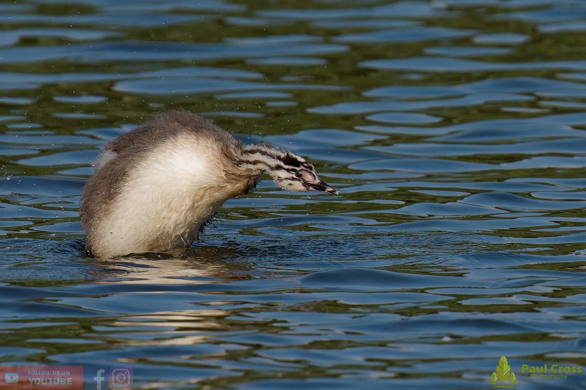 Great Crested Grebe-01218.jpg
