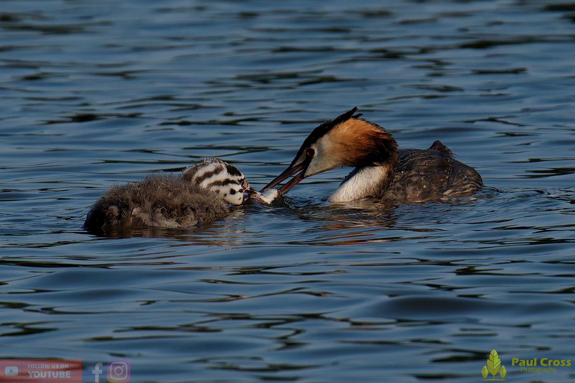 Great Crested Grebe-01220.jpg
