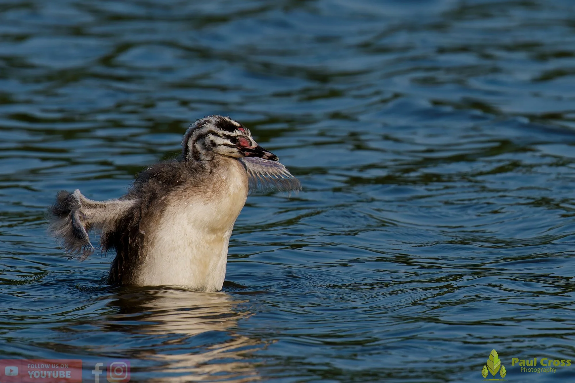 Great Crested Grebe-01221.jpg