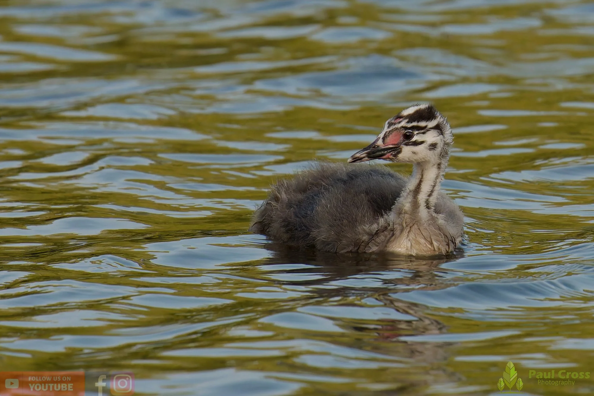 Great Crested Grebe-01227.jpg