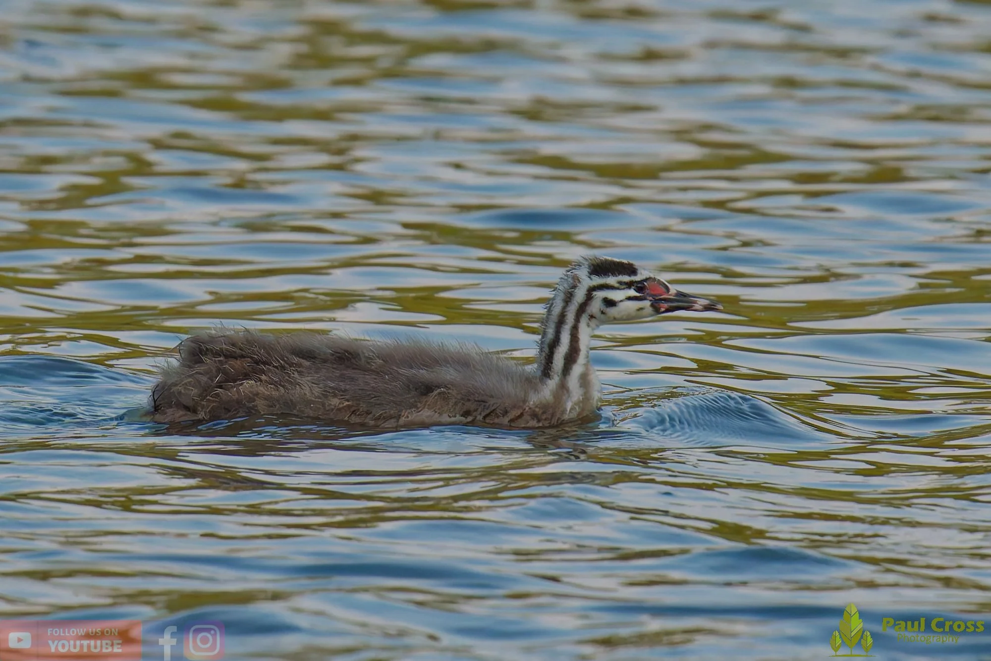 Great Crested Grebe-01228.jpg