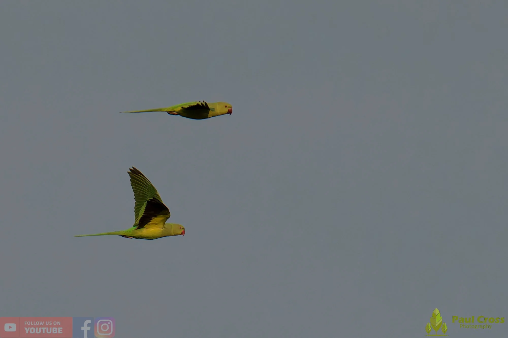 Ring-necked Parakeet-00037.jpg