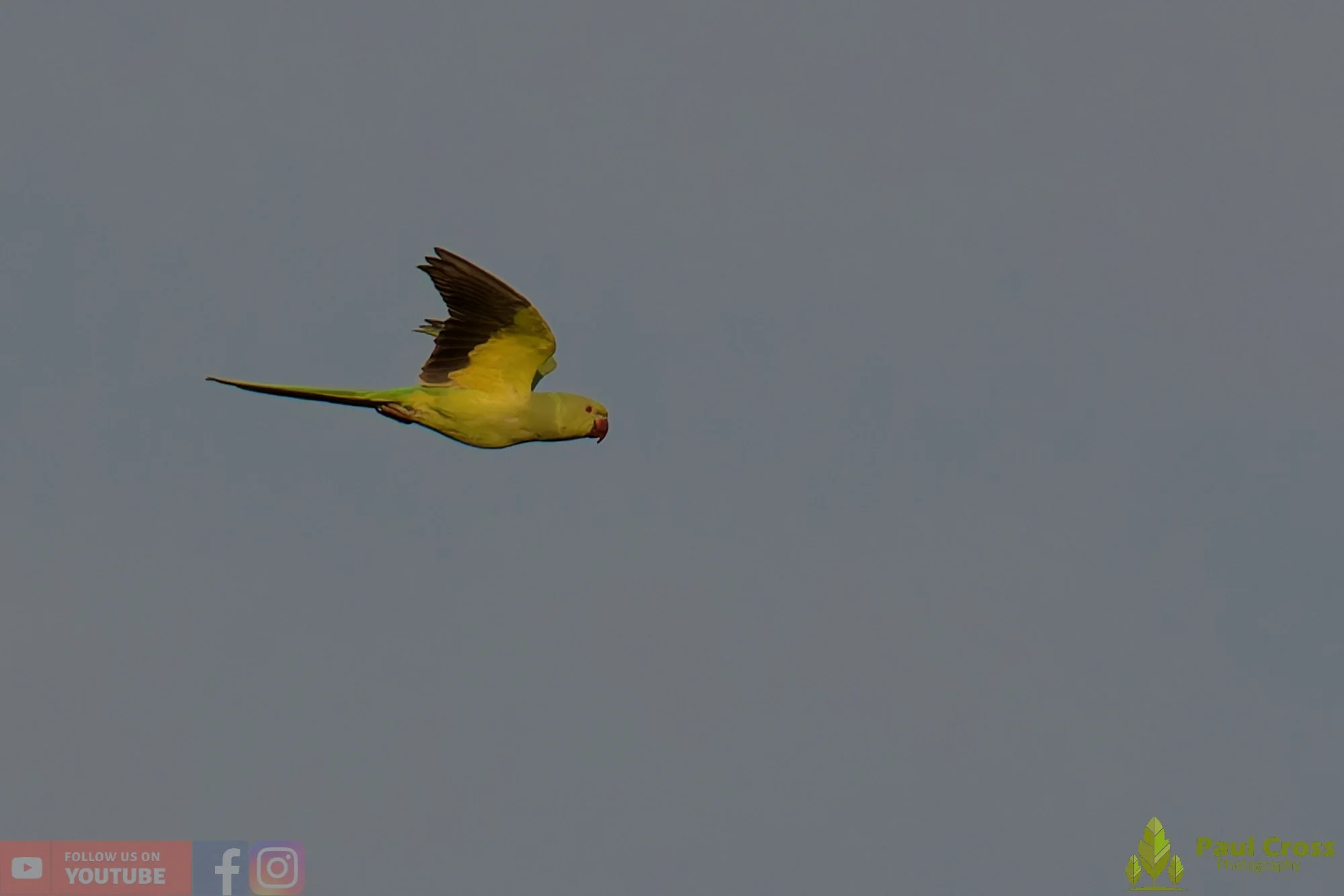 Ring-necked Parakeet-00036.jpg