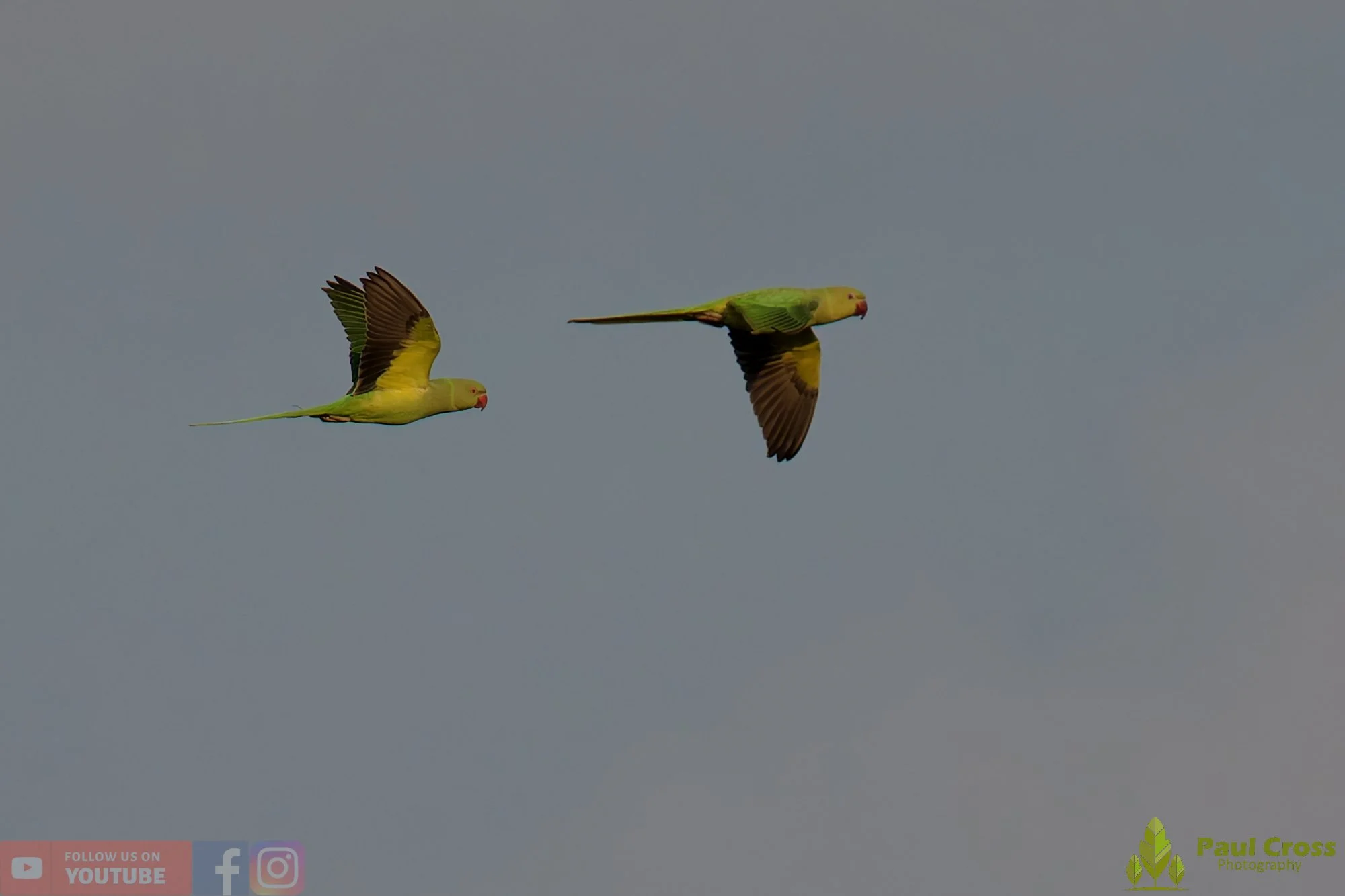 Ring-necked Parakeet-00038.jpg