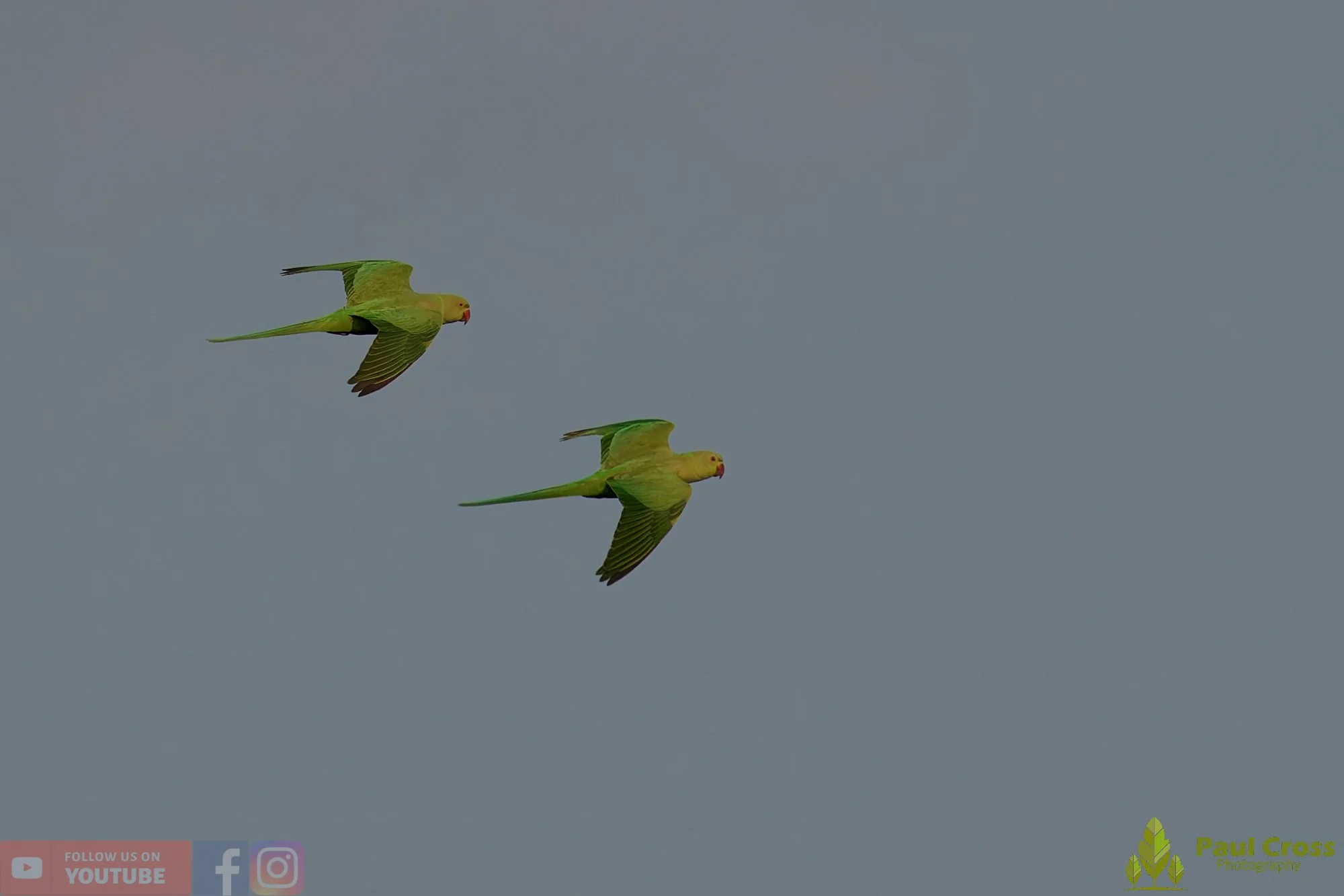 Ring-necked Parakeet-00039.jpg