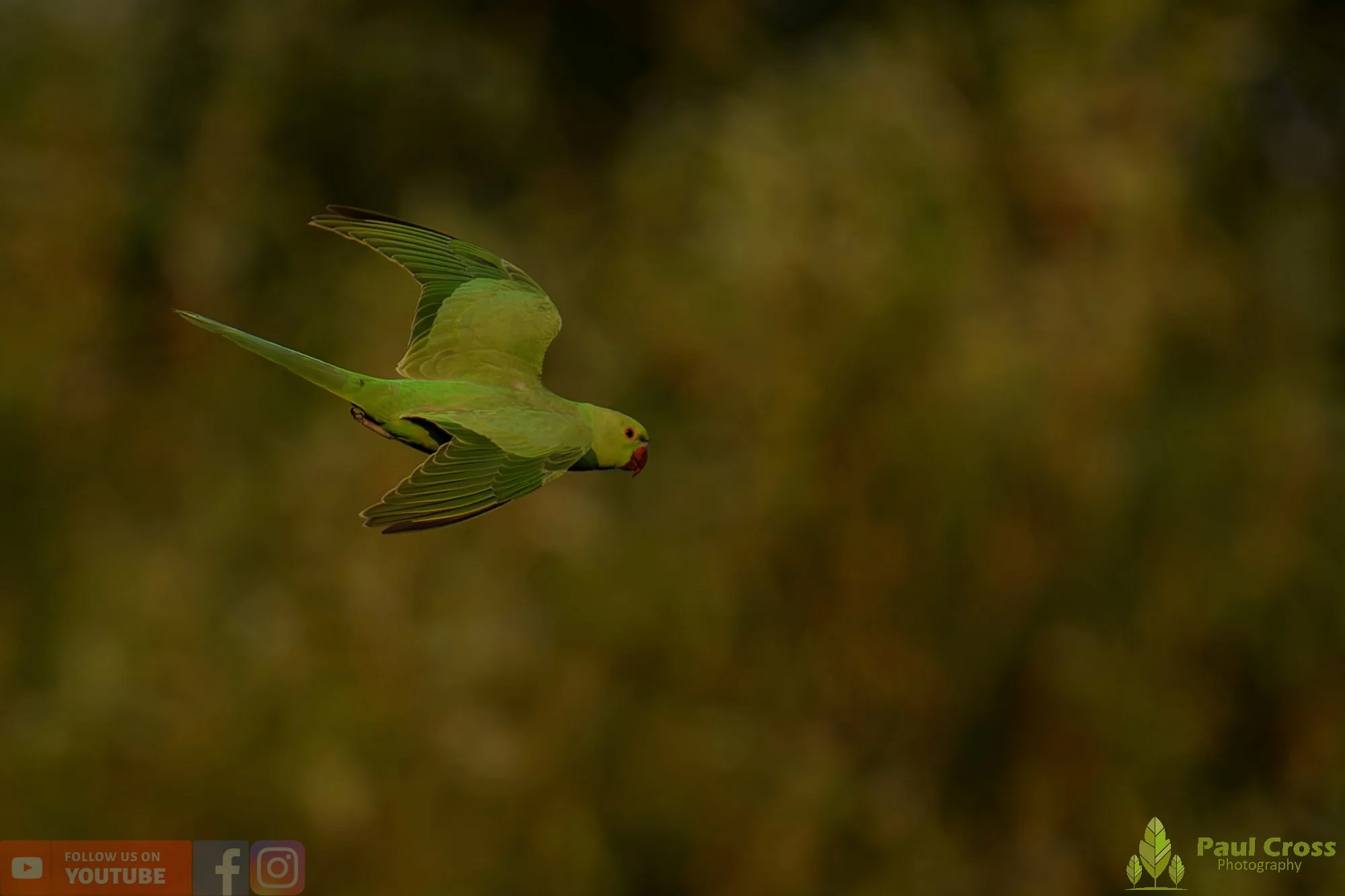 Ring-necked Parakeet-00040.jpg