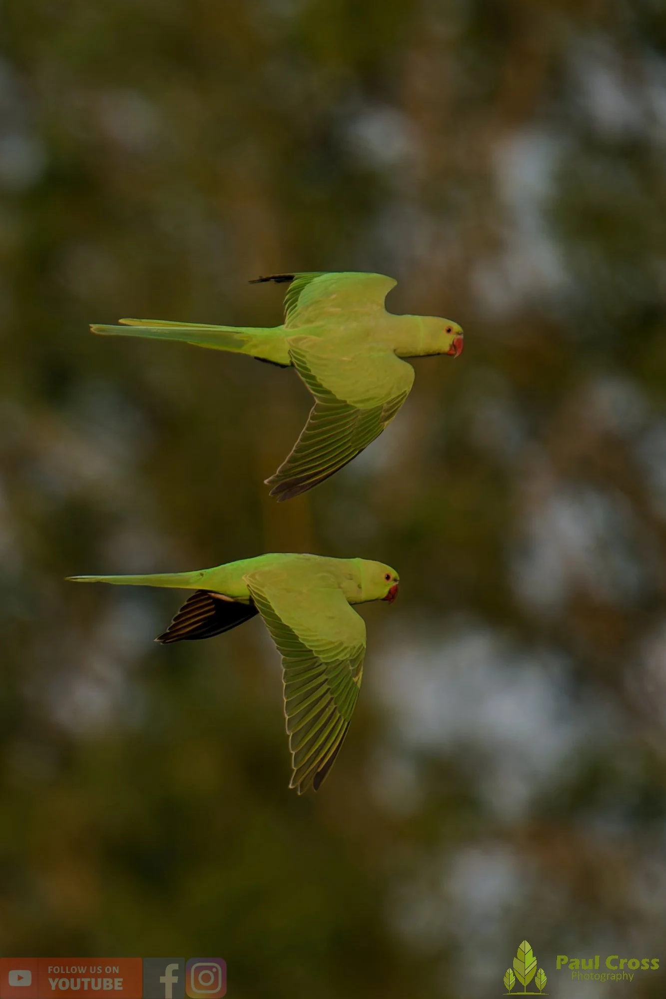 Ring-necked Parakeet-00041.jpg