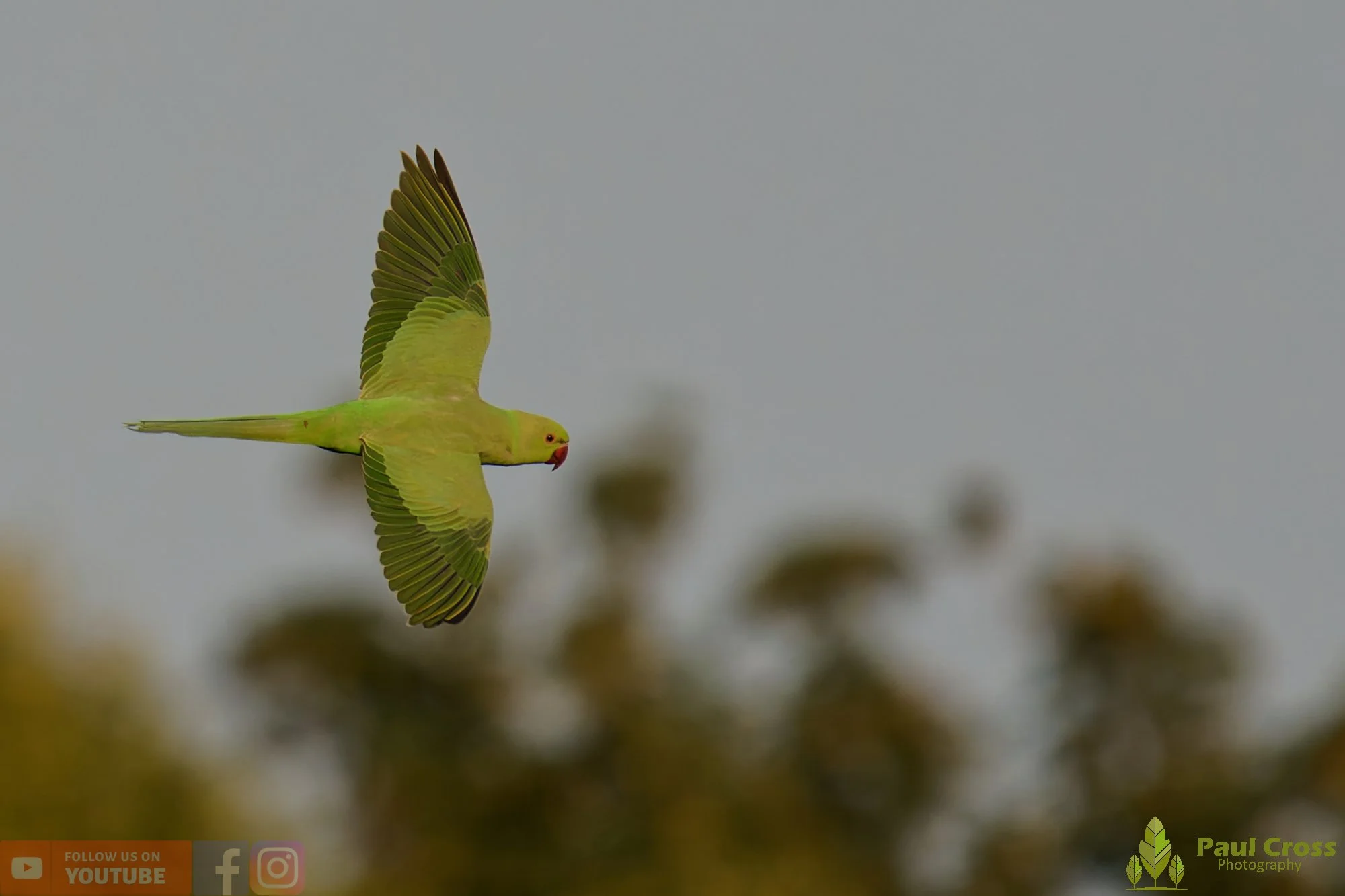 Ring-necked Parakeet-00042.jpg