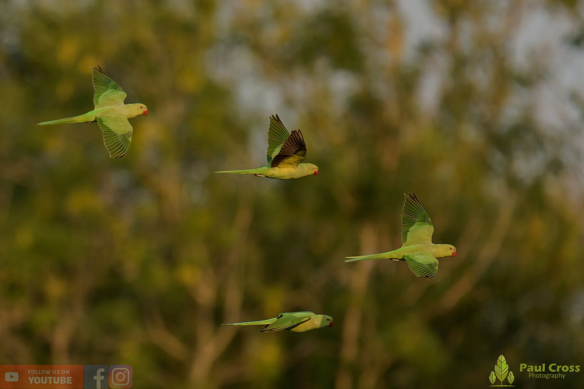 Ring-necked Parakeet-00043.jpg