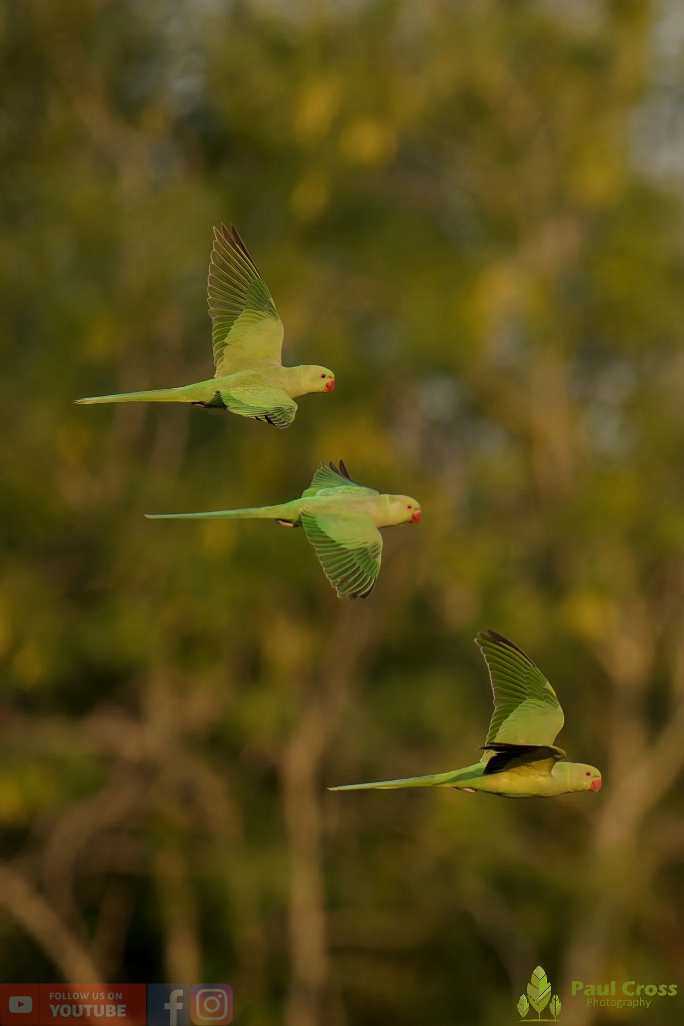 Ring-necked Parakeet-00044.jpg