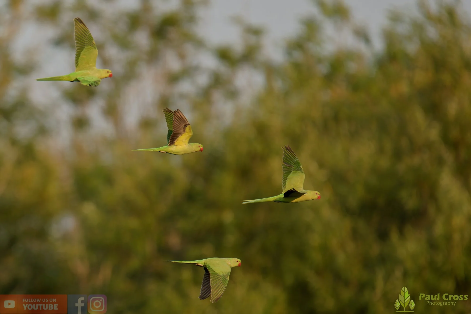 Ring-necked Parakeet-00045.jpg