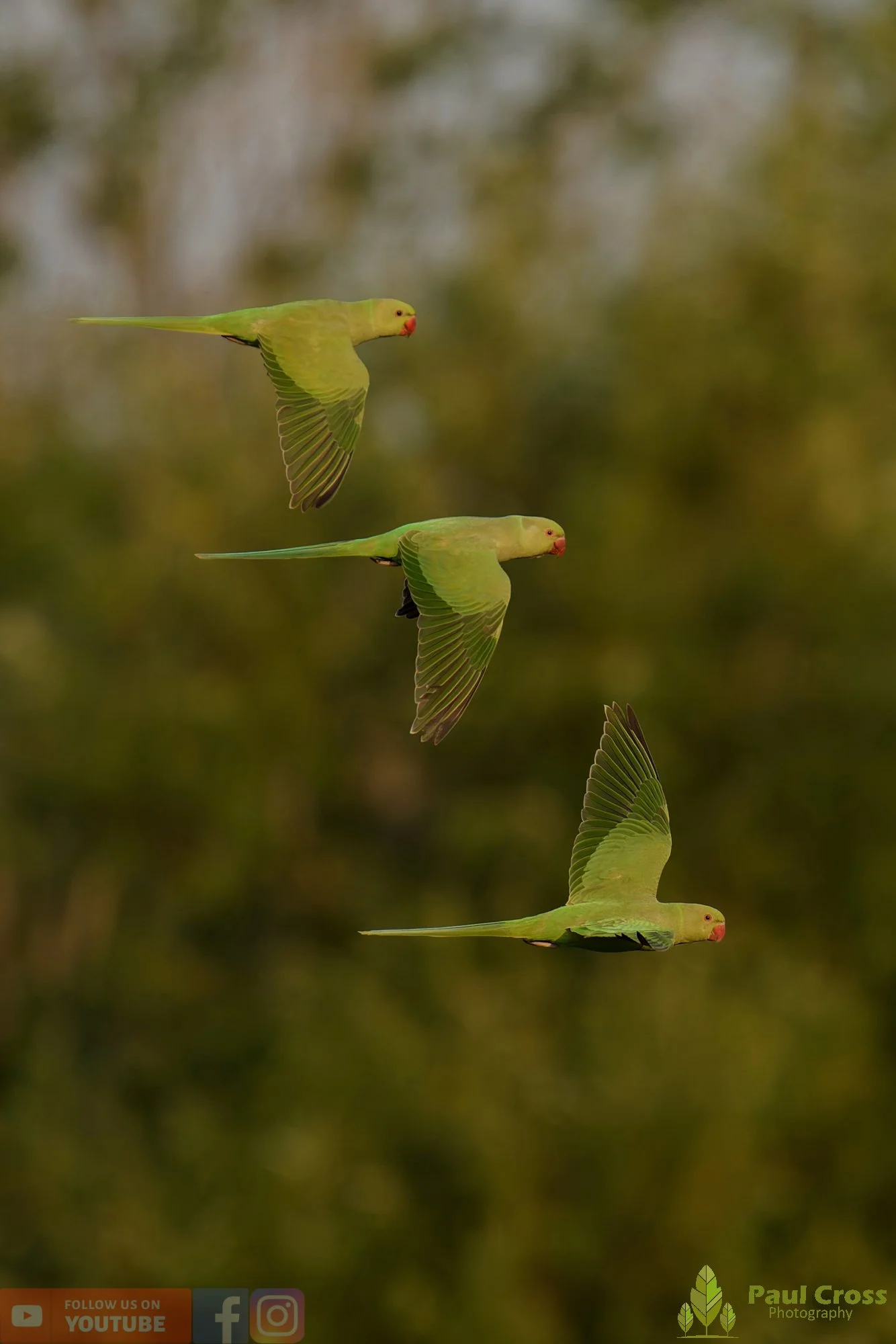 Ring-necked Parakeet-00046.jpg