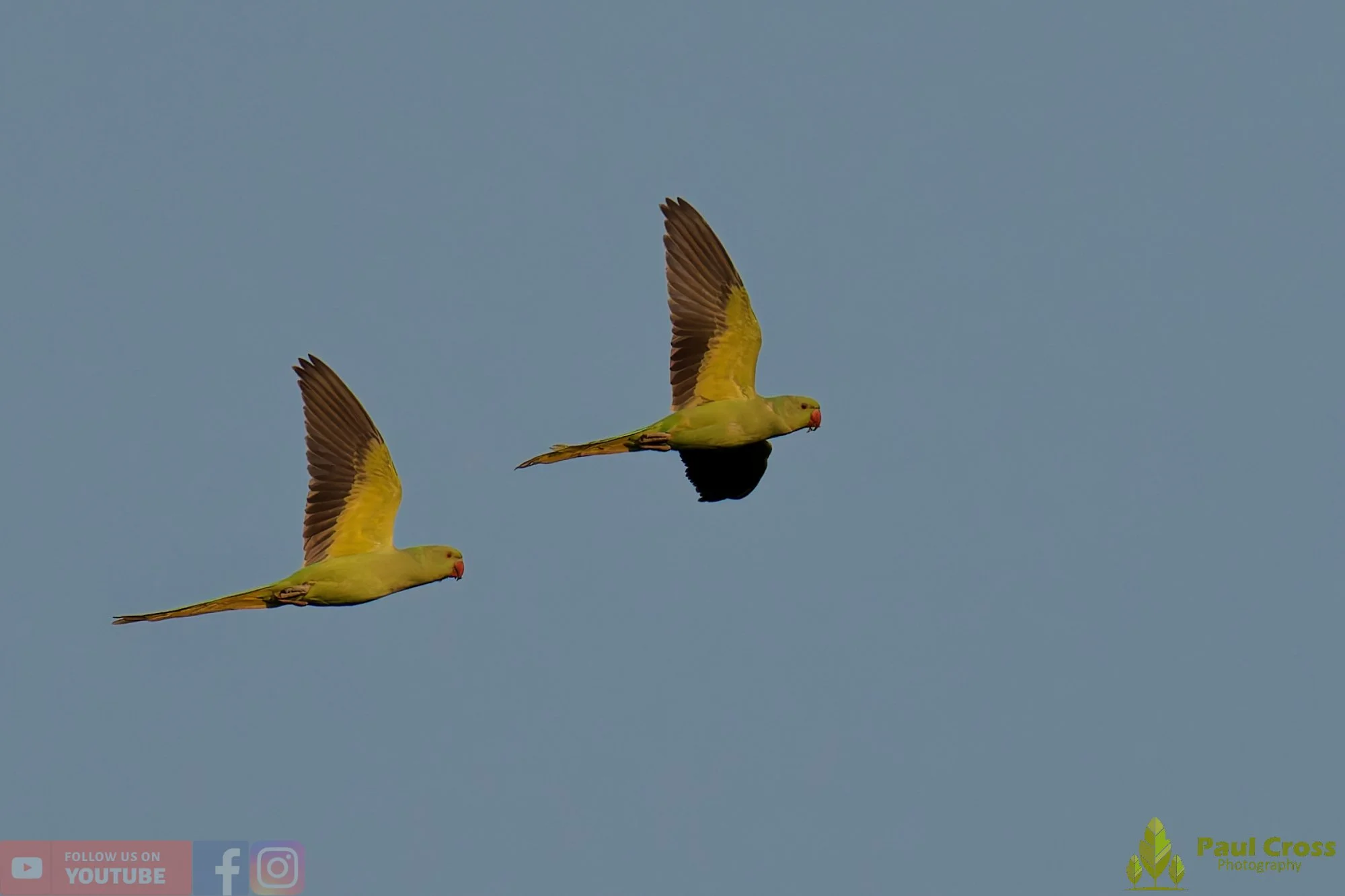 Ring-necked Parakeet-00047.jpg