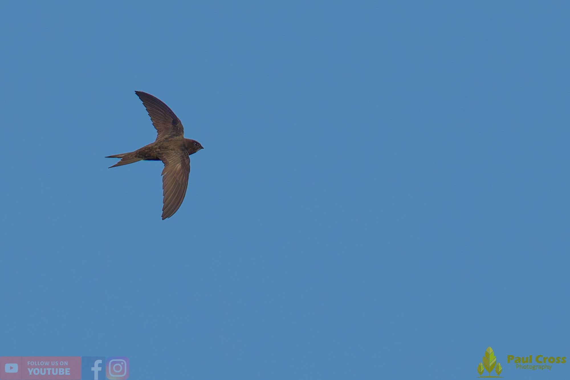 Swift-00125.jpg