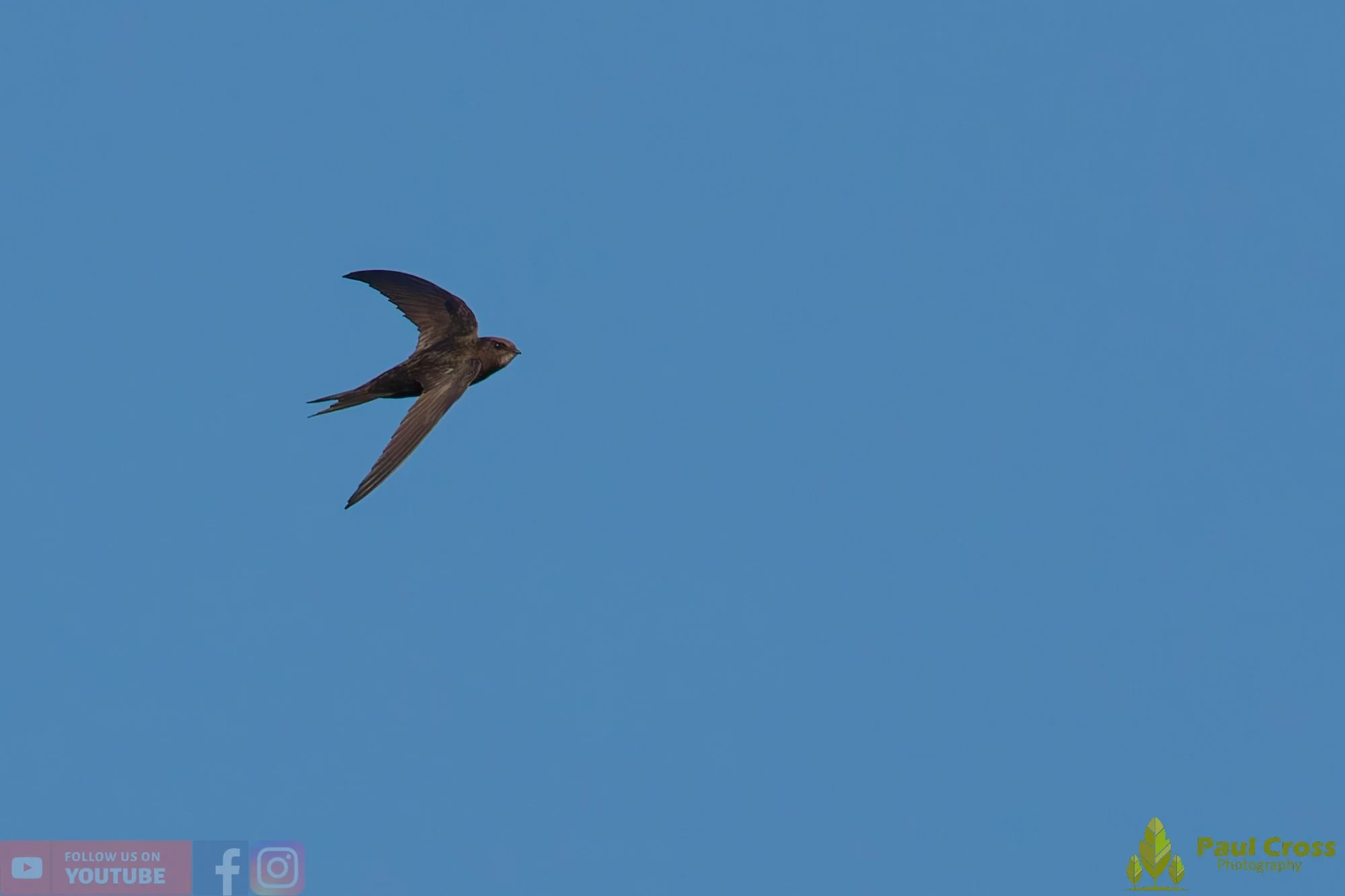 Swift-00126.jpg