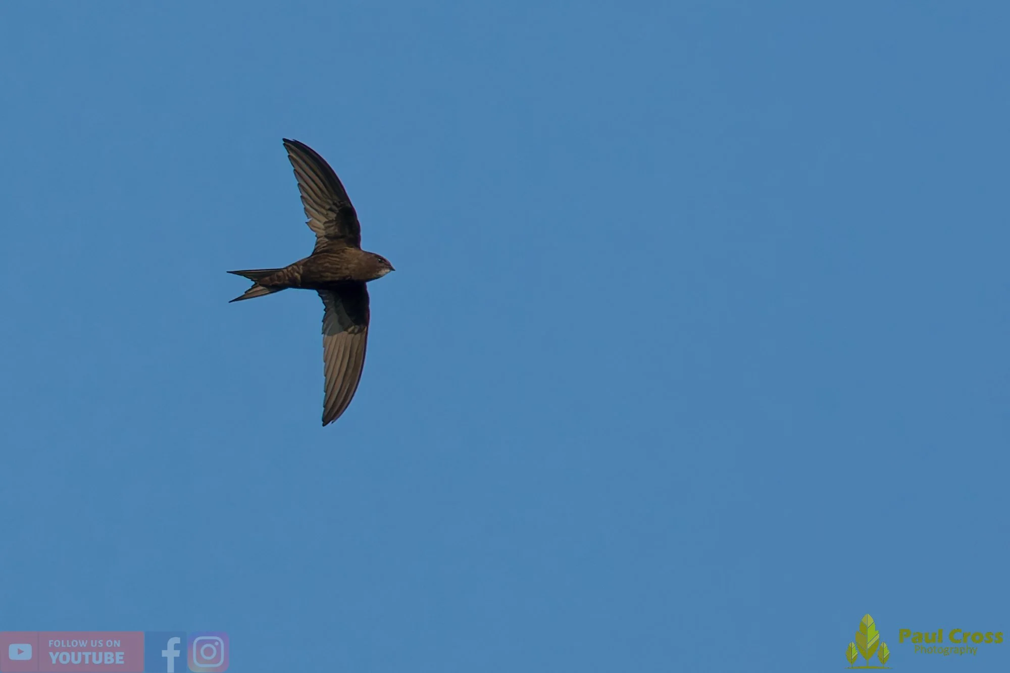 Swift-00128.jpg