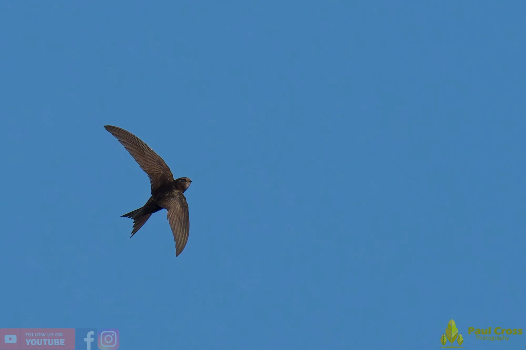Swift-00129.jpg