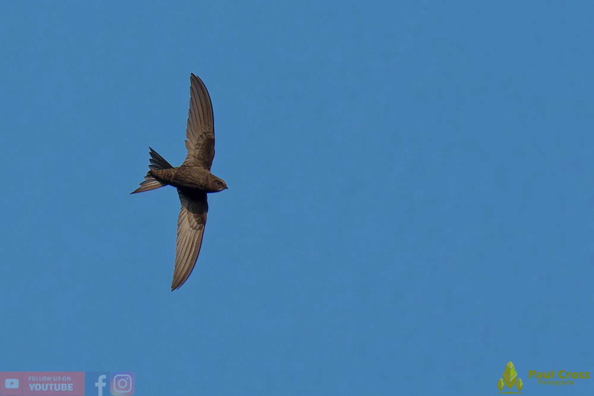 Swift-00130.jpg